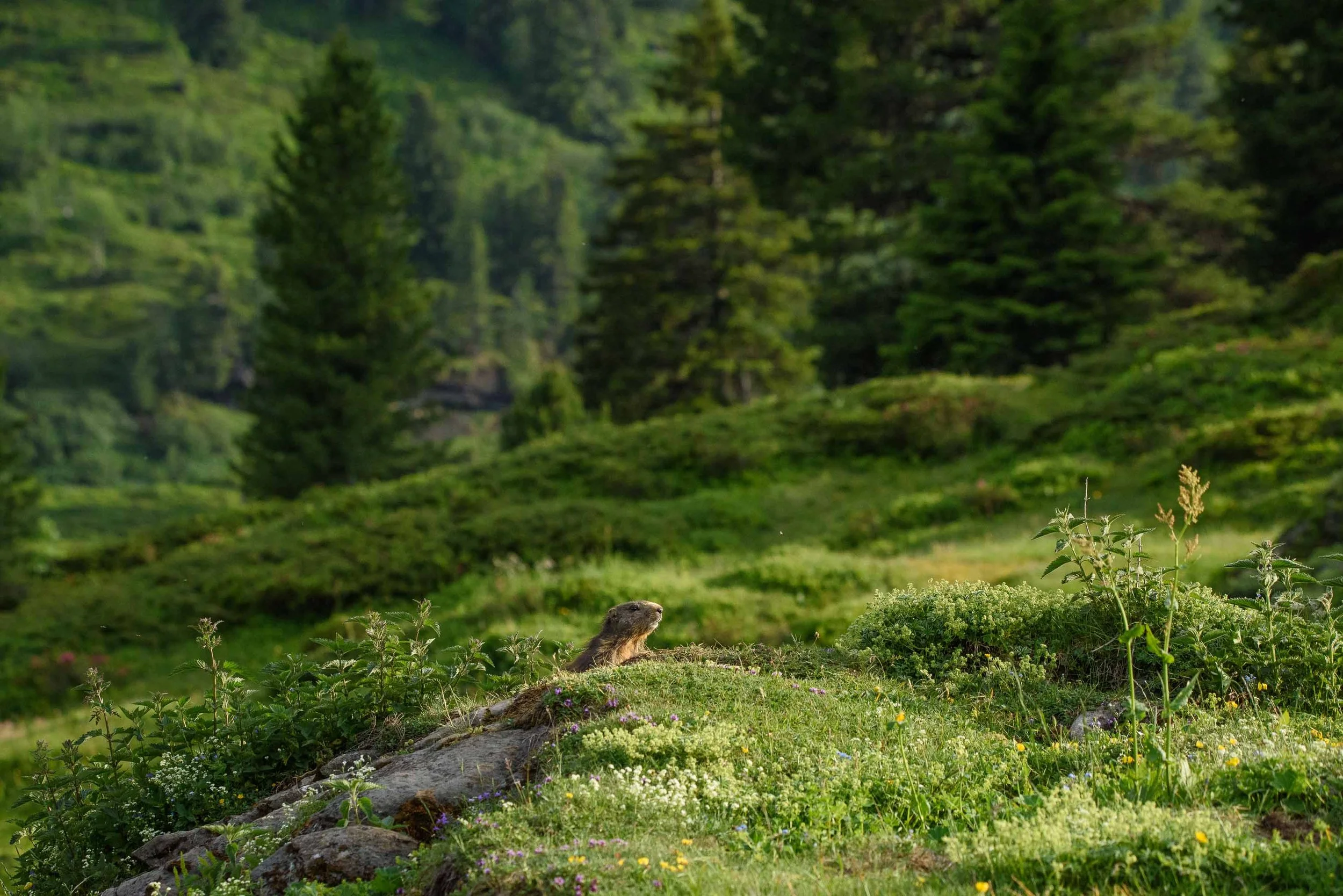 Marmottes-19.jpg