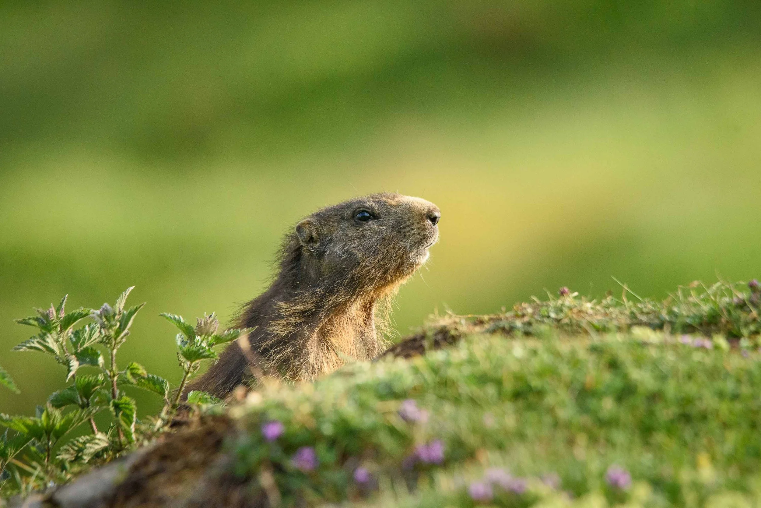 Marmottes-20.jpg
