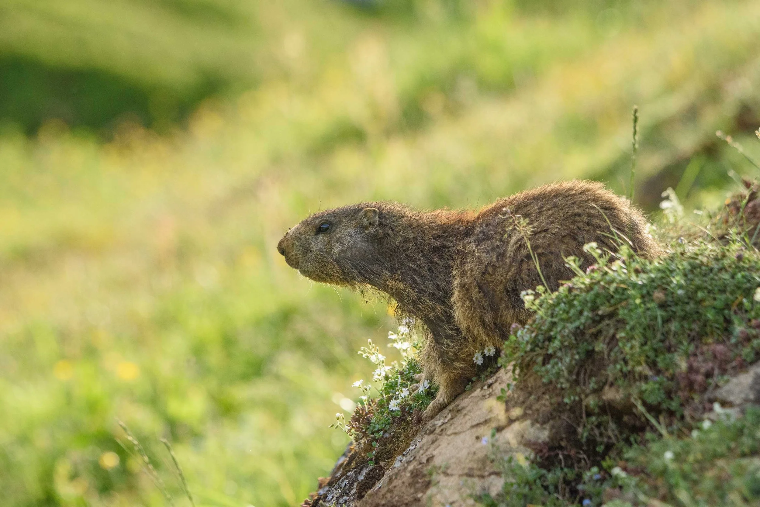 Marmottes-21.jpg