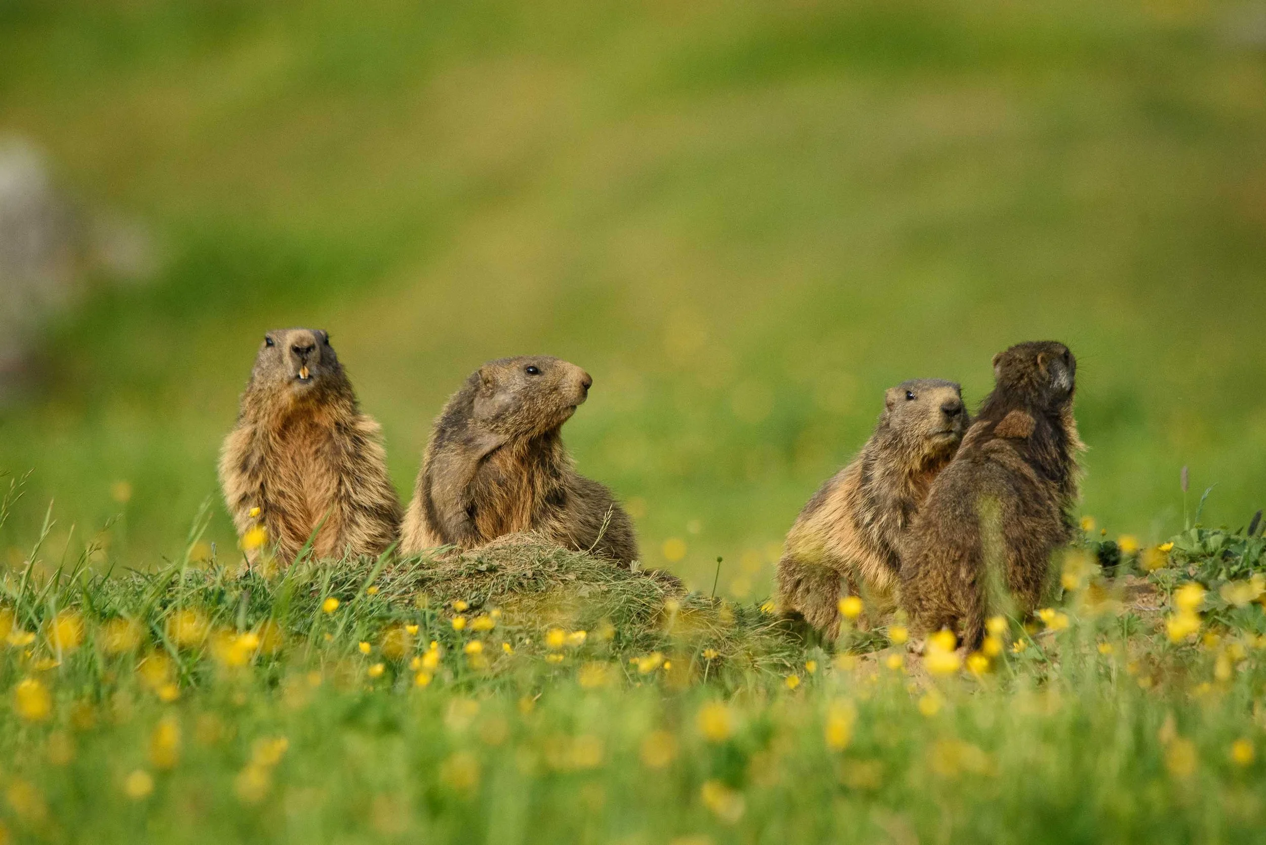 Marmottes-22.jpg