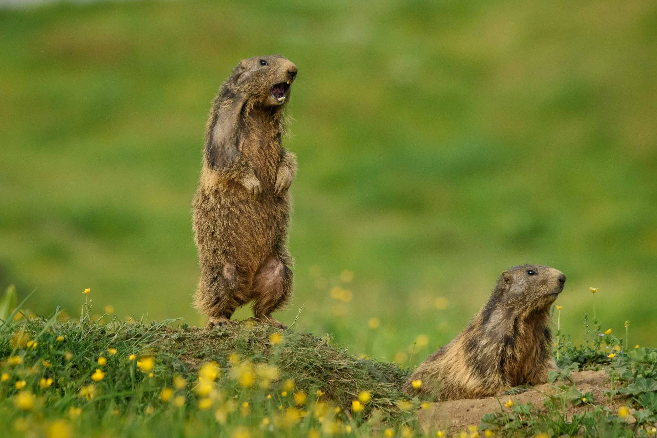 Marmottes-24.jpg