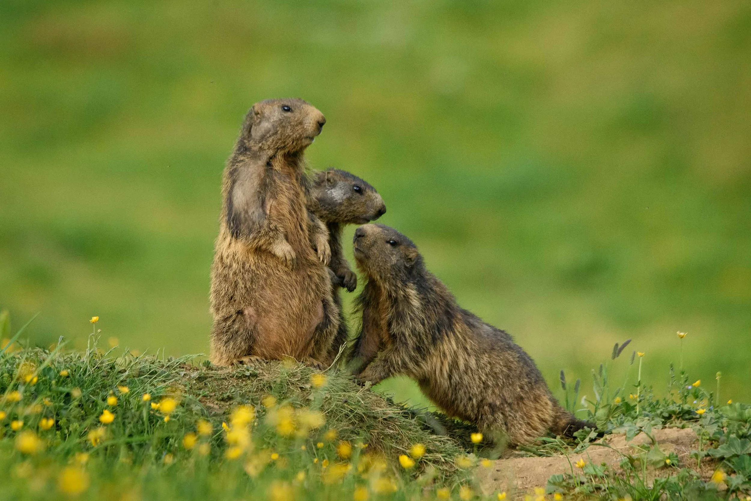Marmota II