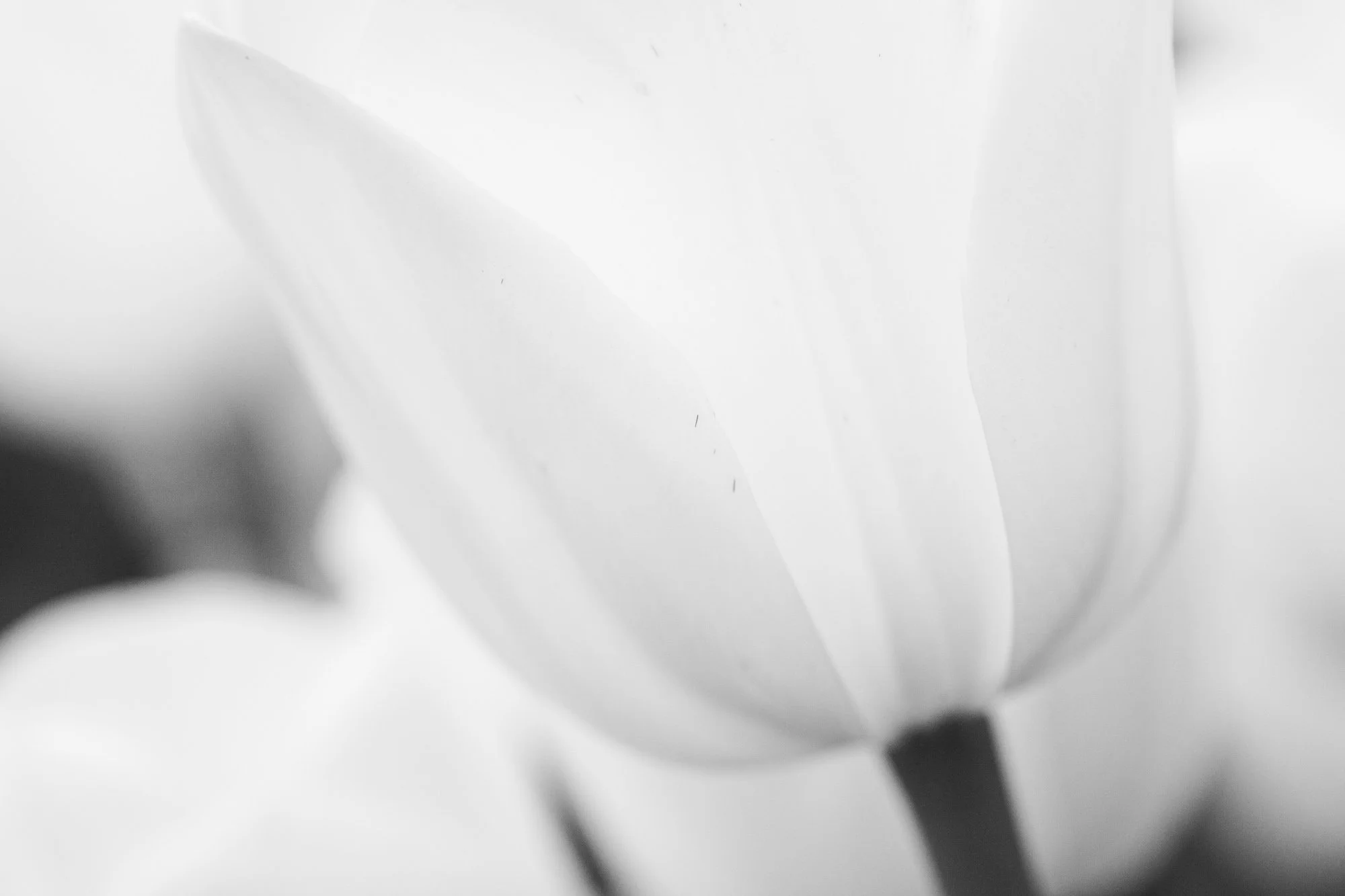 II FLEUR BLEUE ? JAMAIS. Les tulipes se rebellent contre le romantisme...