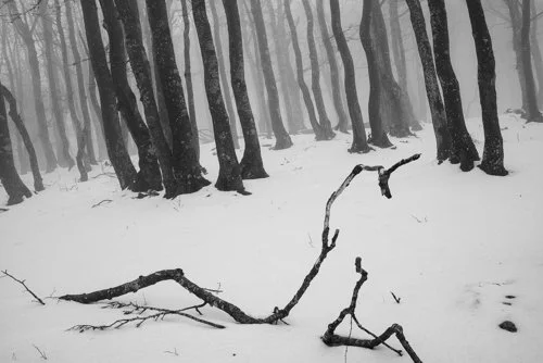 Forêt enneigée avec des arbres tordus et des branches cassées en forme de serpent sur la neige blanche. Photo en Noir et Blanc Argentique.