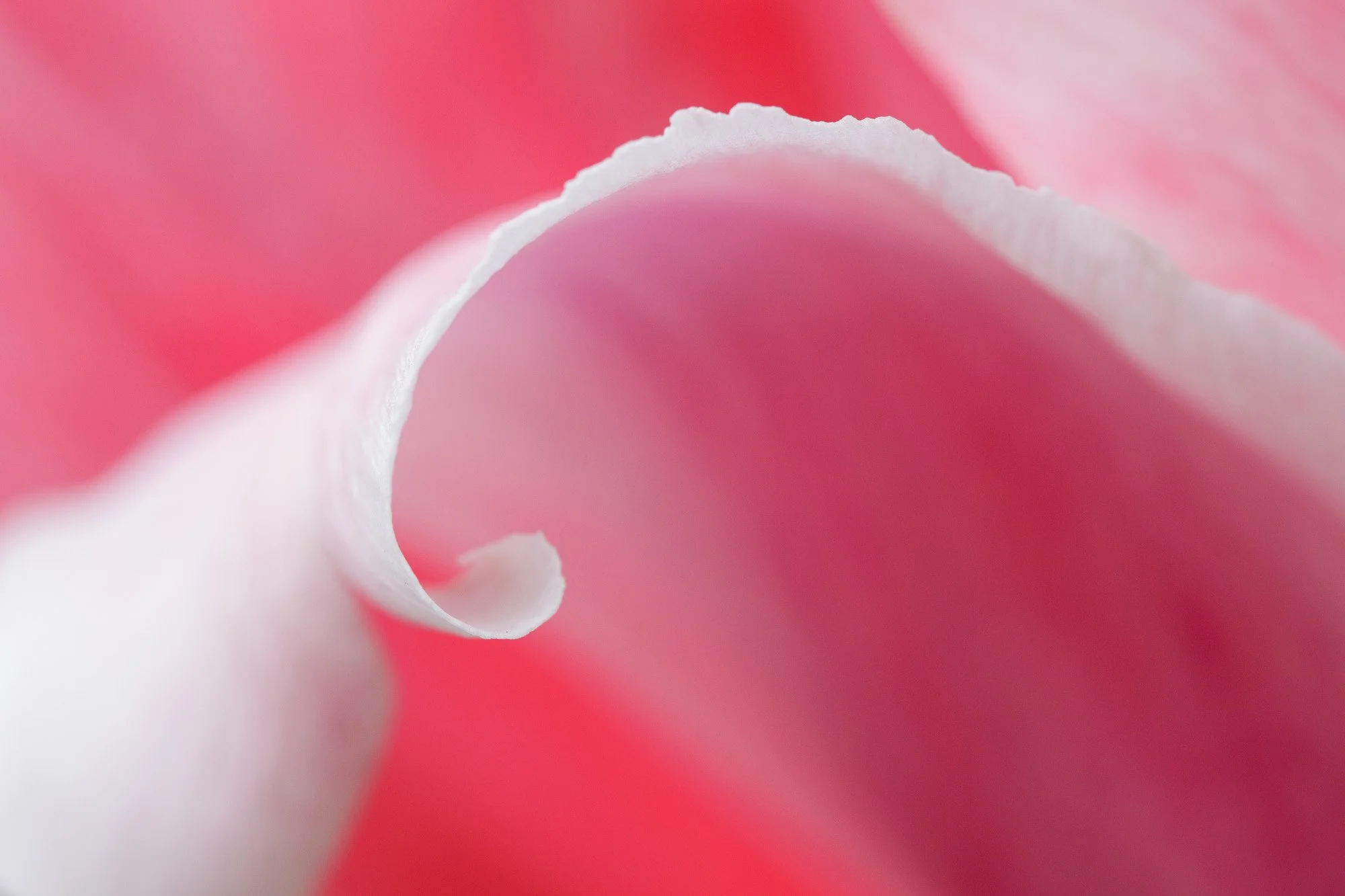 I FLEUR BLEUE ? JAMAIS. Les tulipes se rebellent contre le romantisme...