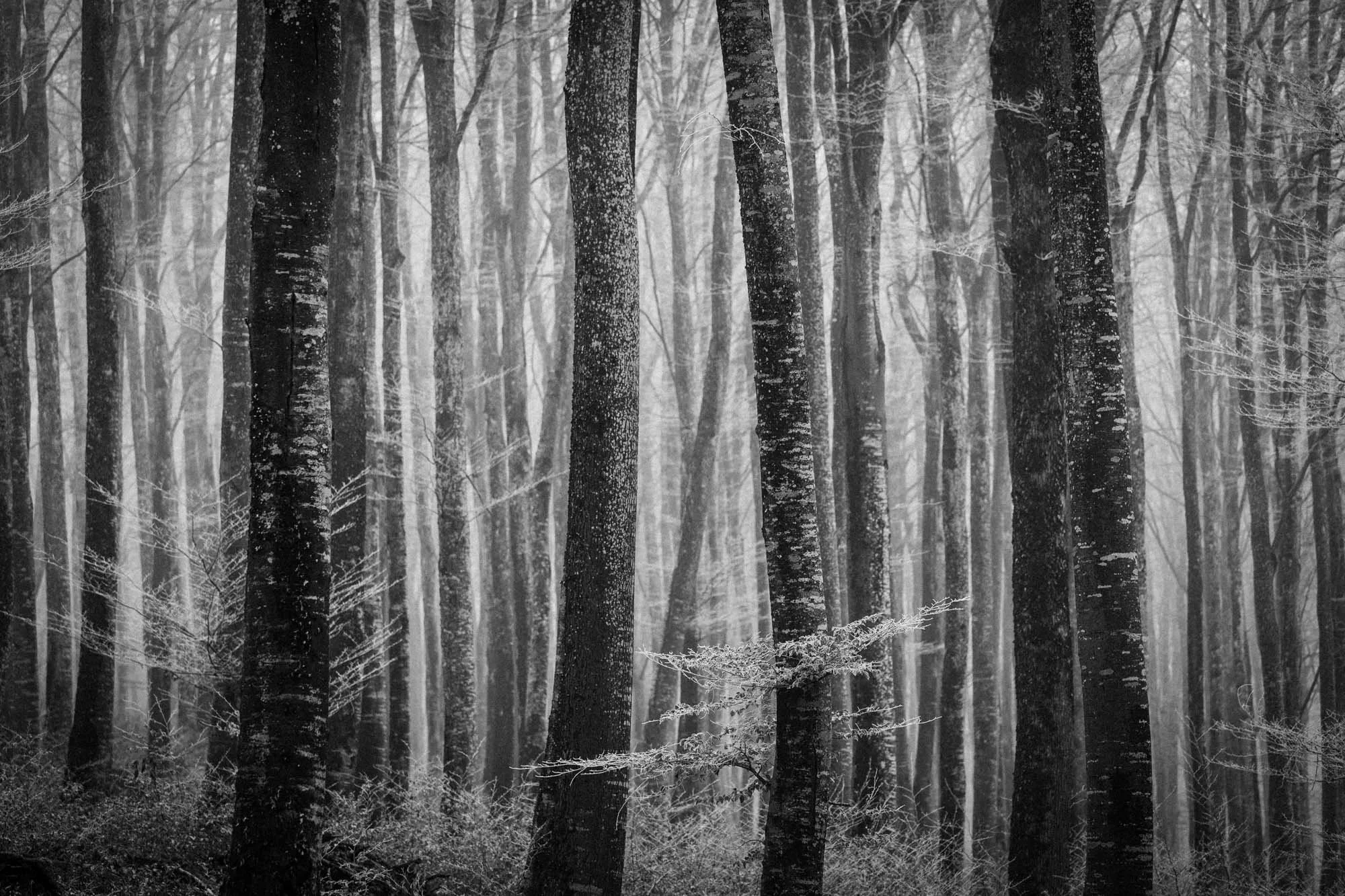 VARIATIONS BOISEES I