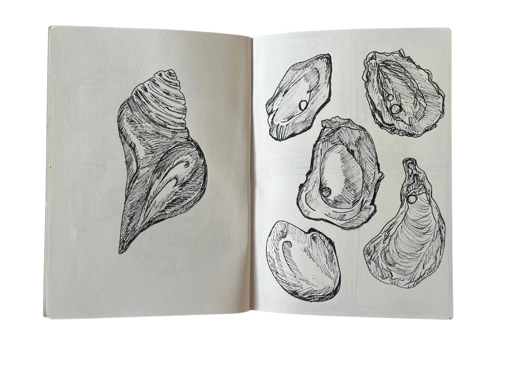 sketchbook p5.png
