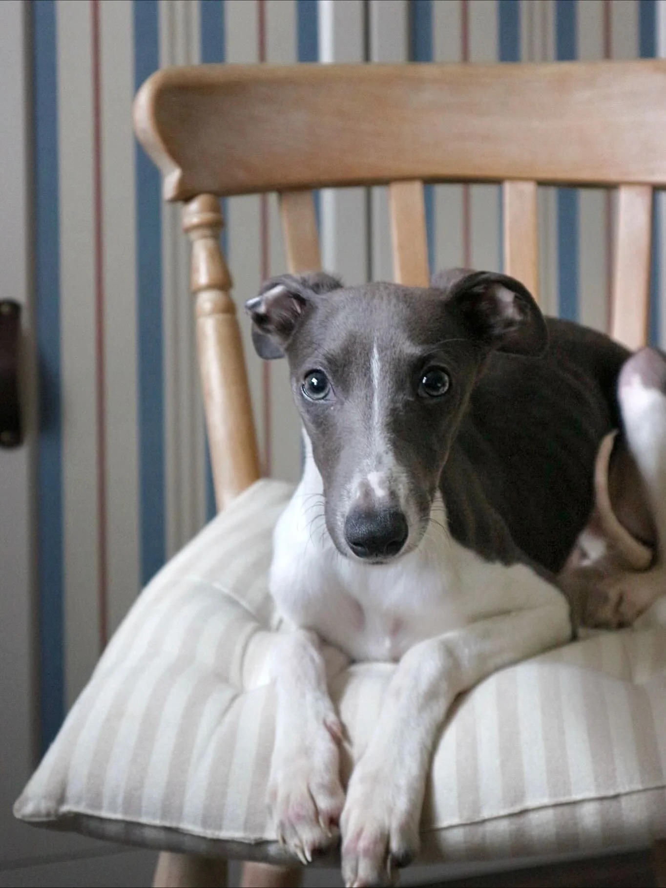 New team member headshots 👀🥹
Introducing Trudy, the newest addition to my home and business, and  an all-round angel &hellip; mostly! 💙
She&rsquo;s already demonstrating a keen eye for interiors, opting for the softest furnishings available and te