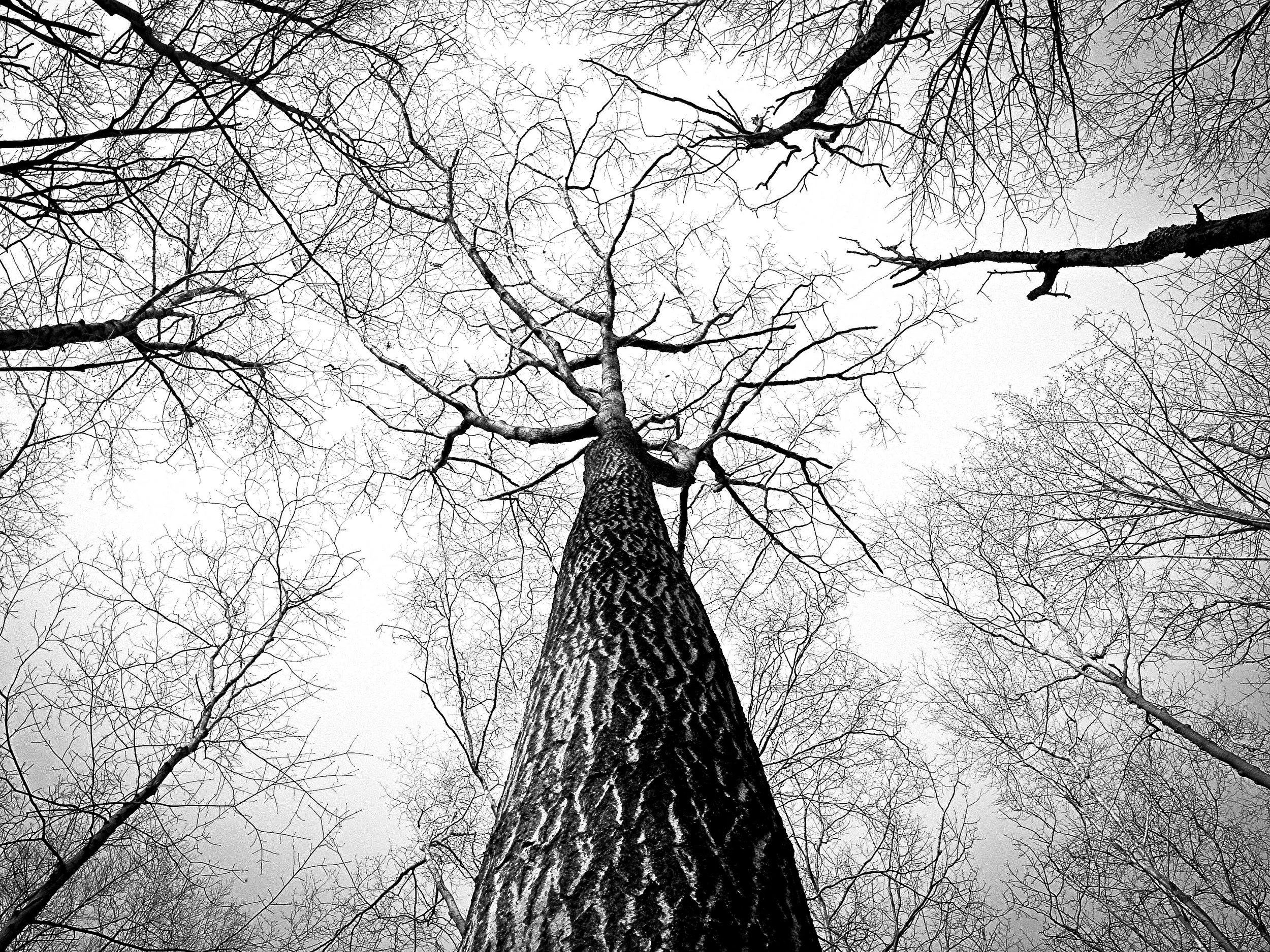 Árbol con ramas desnudas vistas desde abajo, en un día nublado, en blanco y negro.