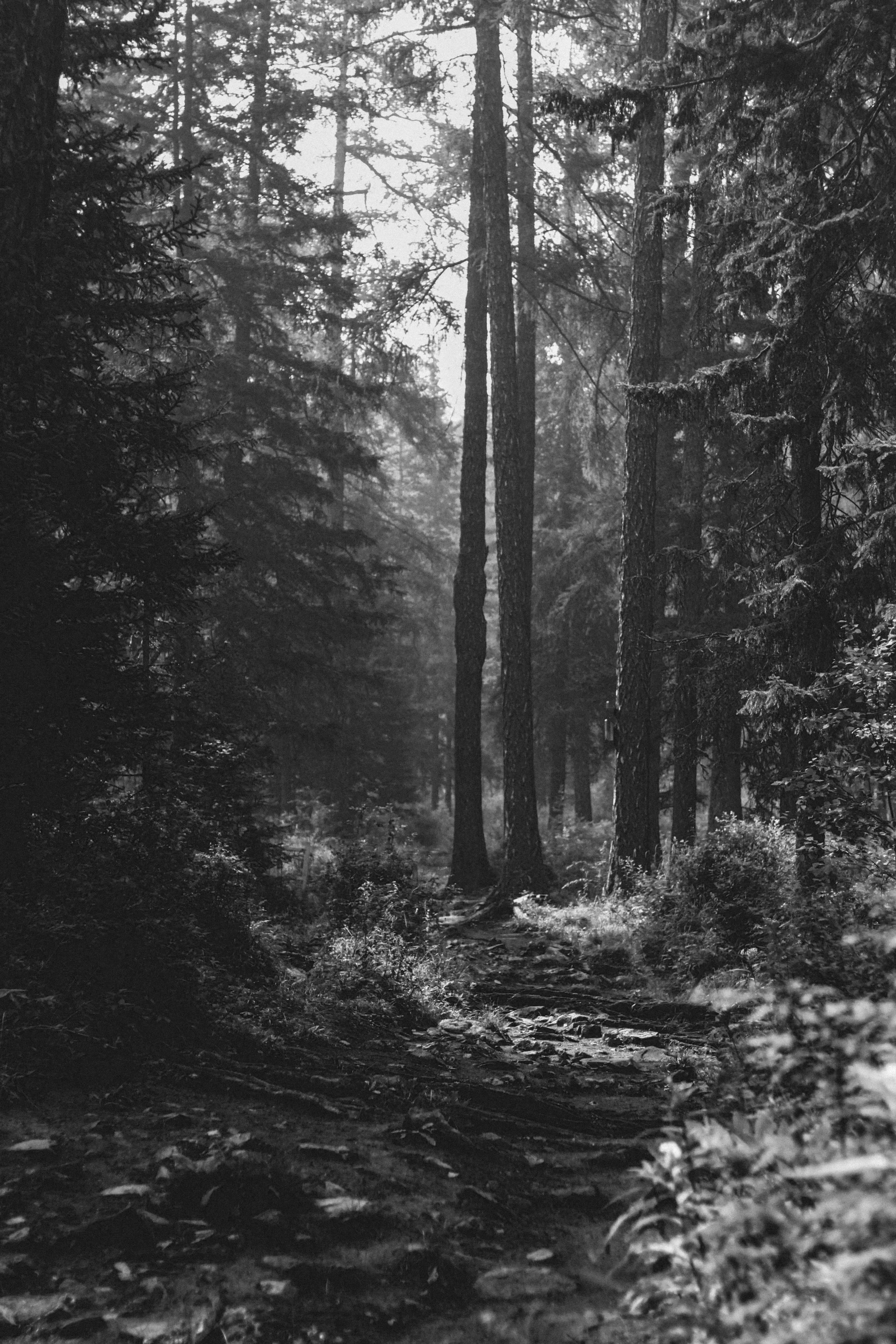 Camino en un bosque de árboles altos y delgados, con luz filtrando entre las hojas, en tonos de gris.