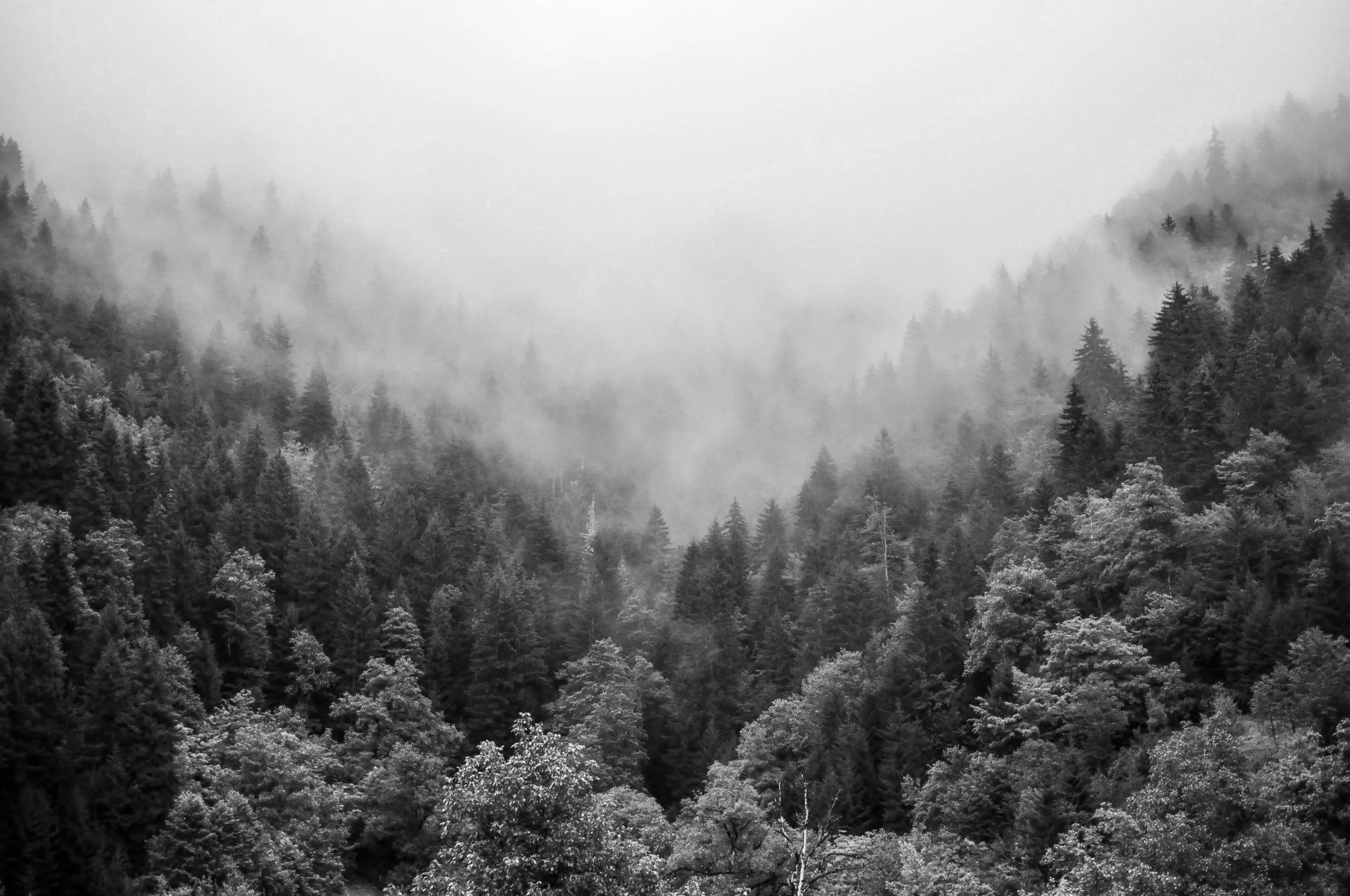 Bosque de árboles en una niebla densa en un paisaje montañoso en blanco y negro.