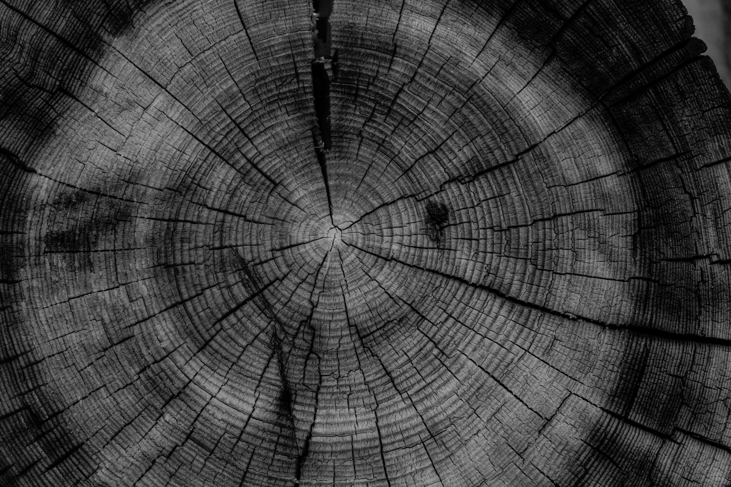 Vista en blanco y negro del centro de un tronco de árbol, mostrando anillos de crecimiento y grietas en la madera.