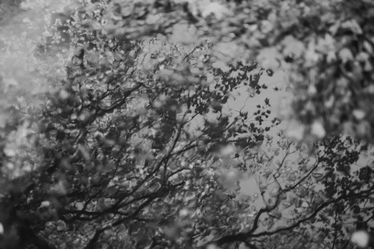 Una vista en blanco y negro de ramas y hojas de un árbol.