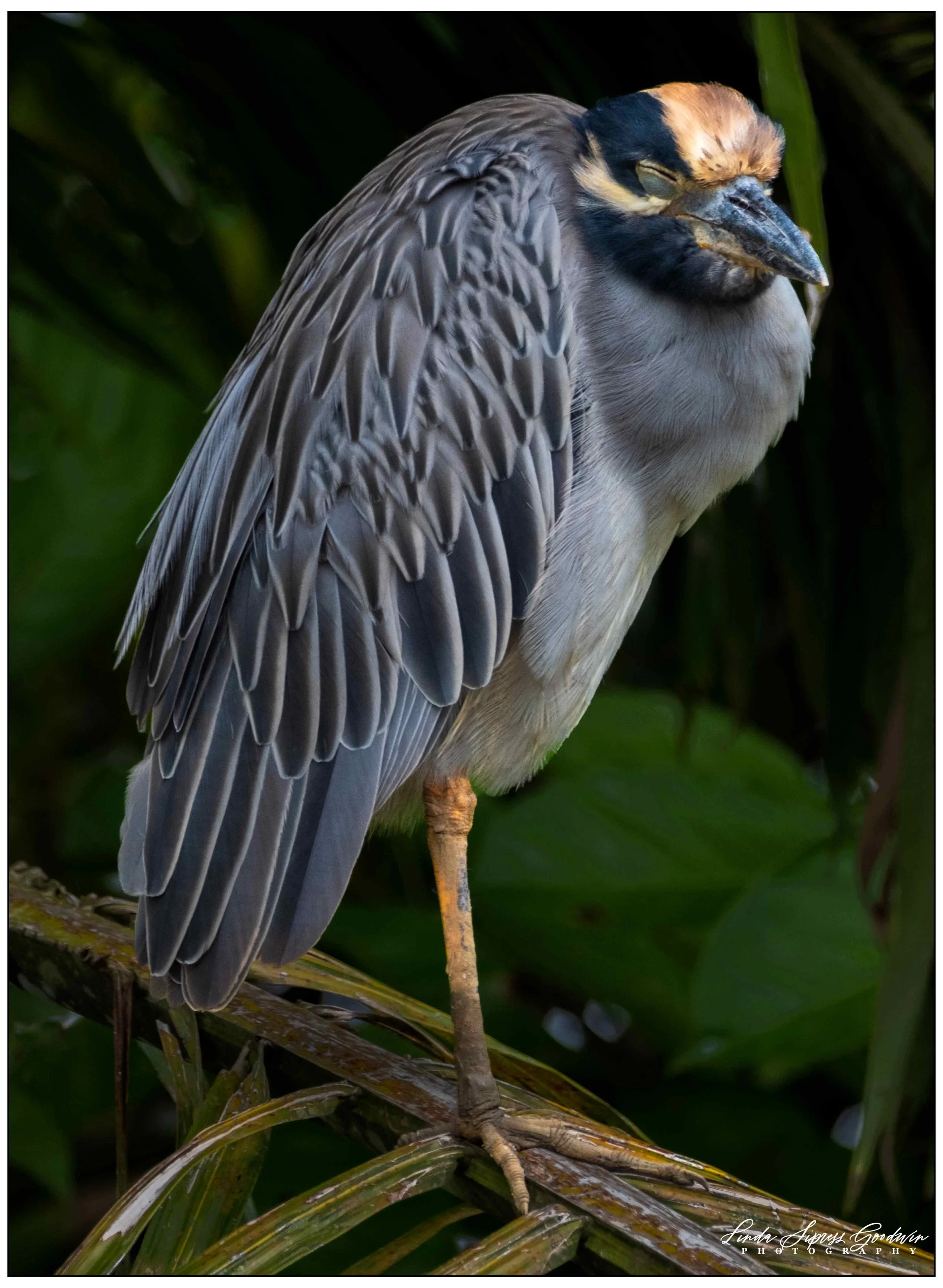 Yellow crowned night heron
