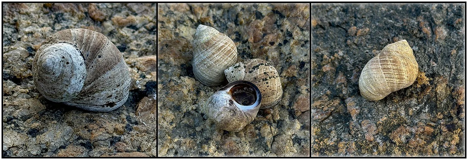 snails on Bare Island