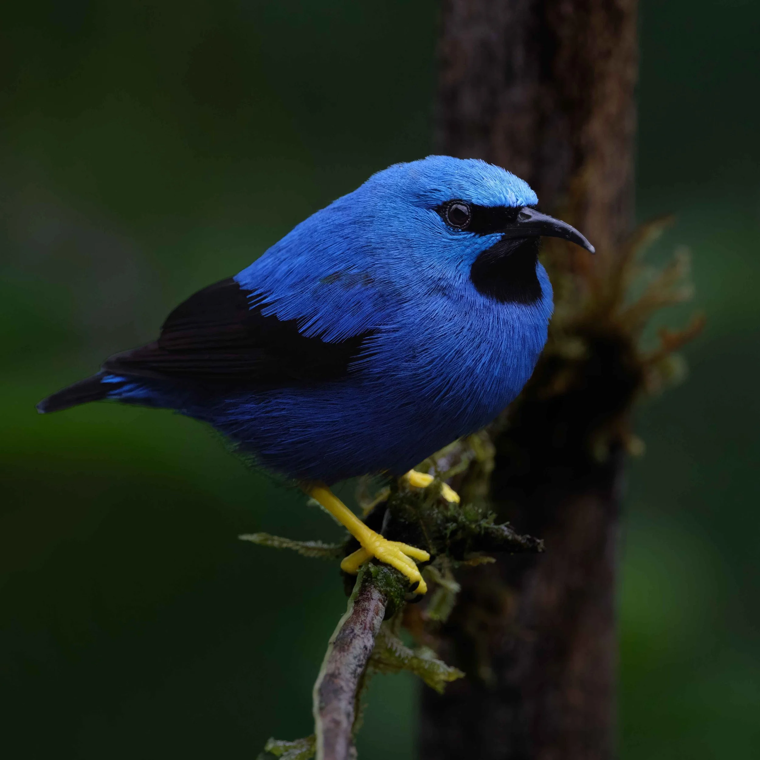 Shining Honeycreeper