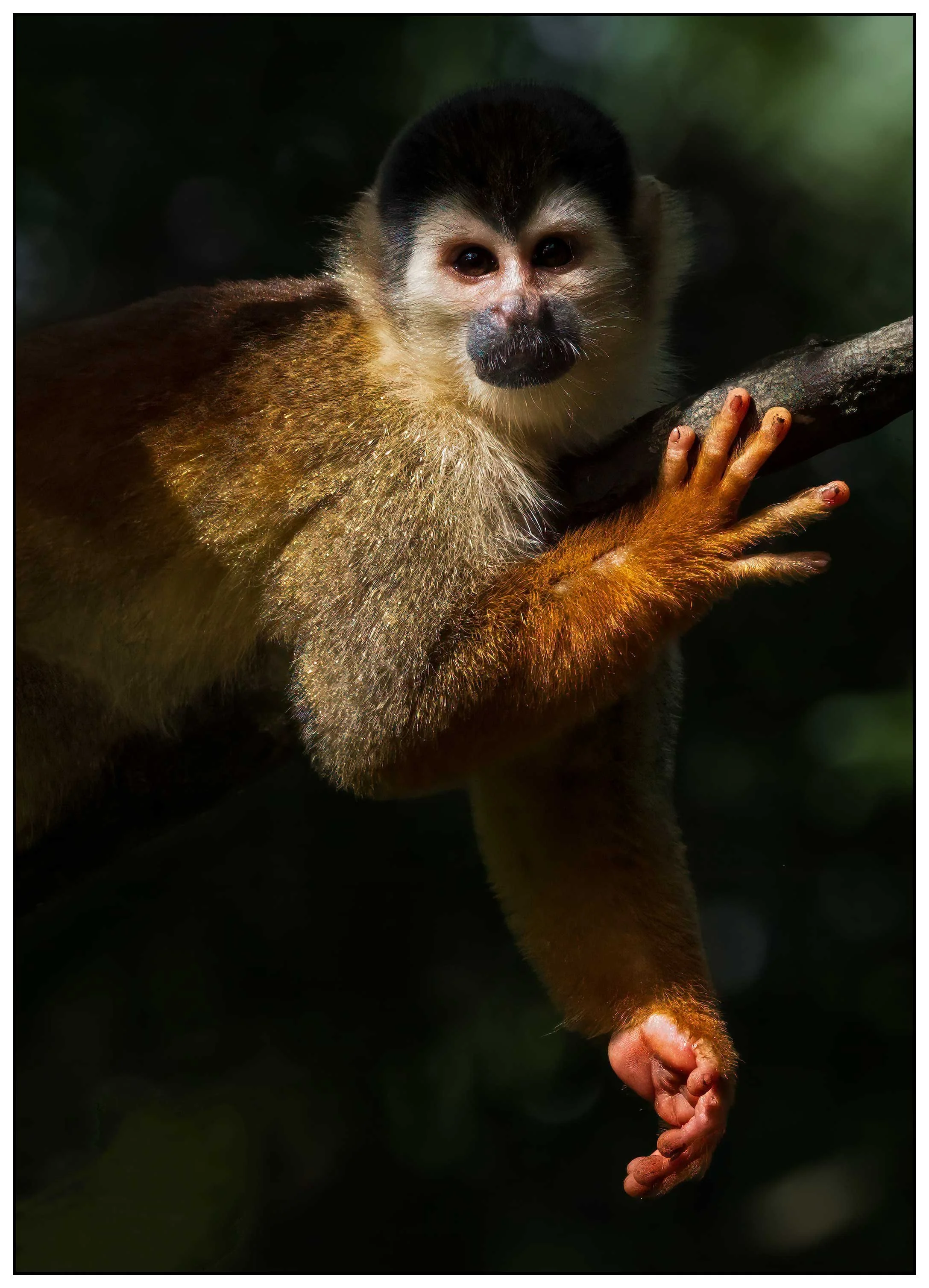 Squirrel monkey
