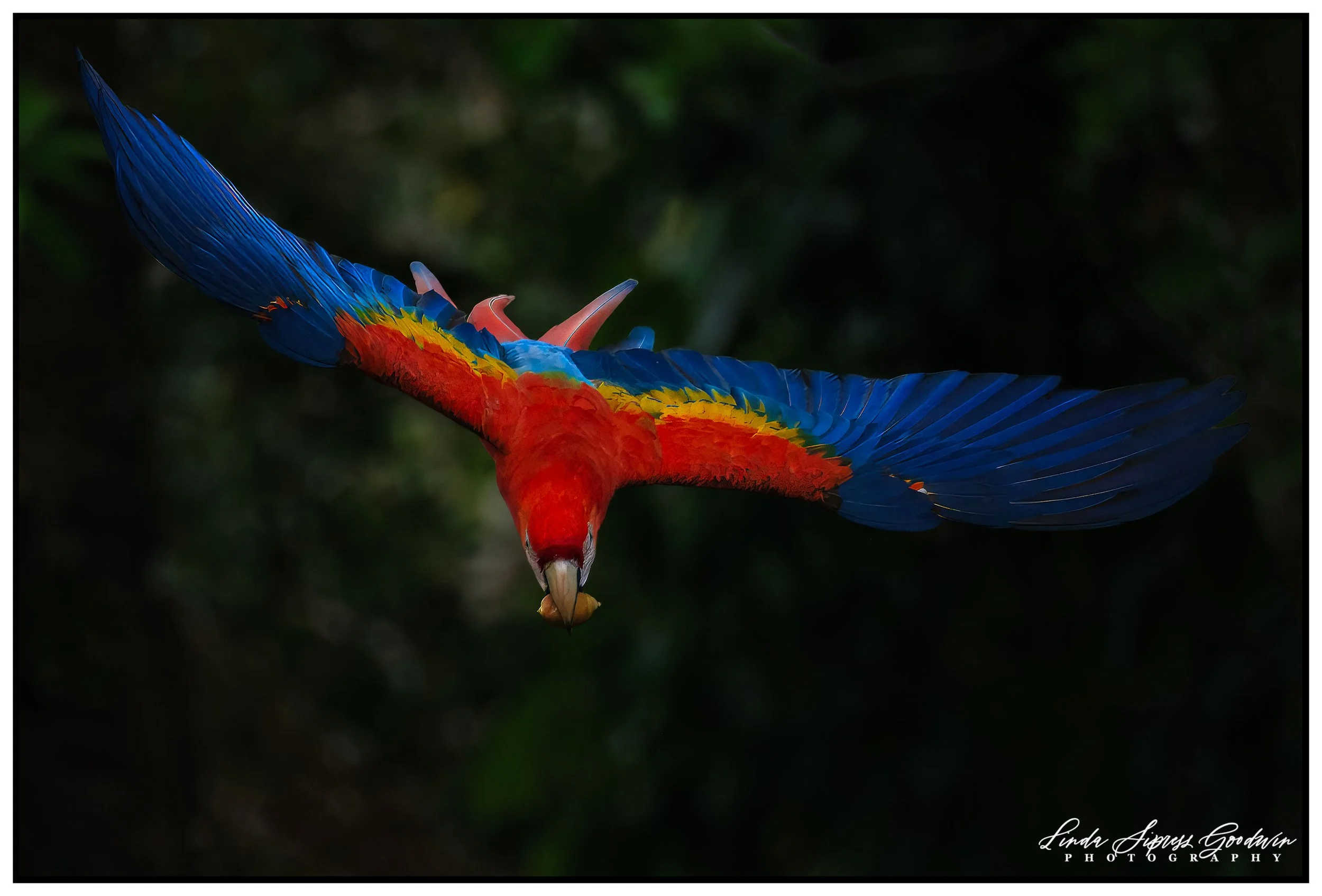 Scarlet Macaw