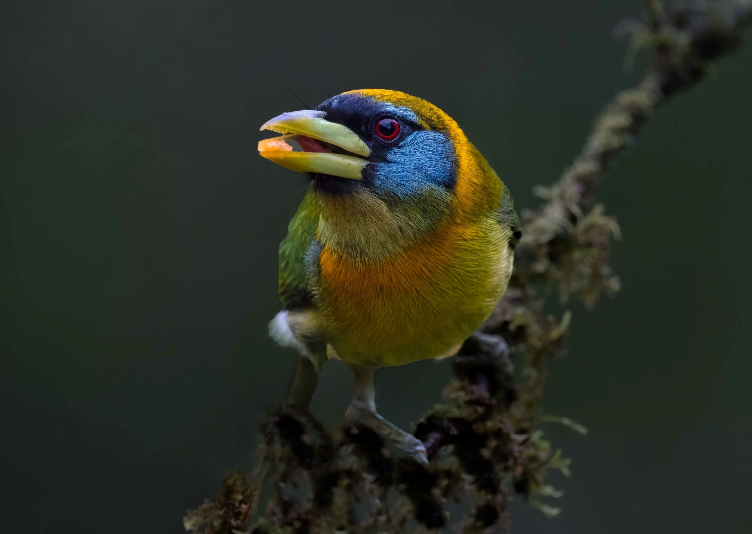 female red-headed barbet