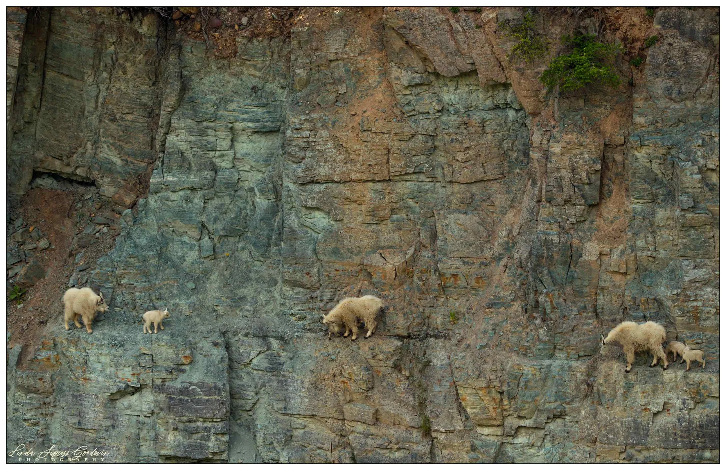 I wish I shot an image of the entire side of the mountain. These goats were living on the edge!