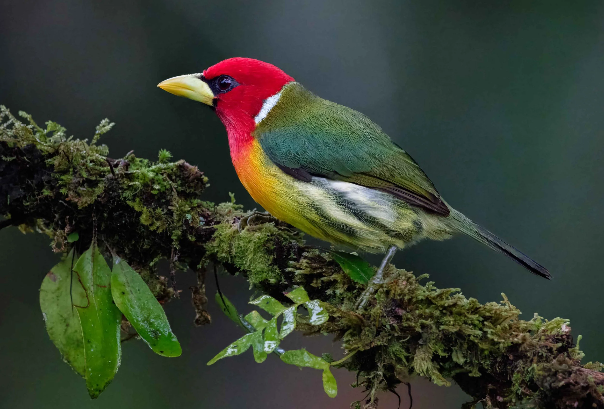 male red-headed barbet
