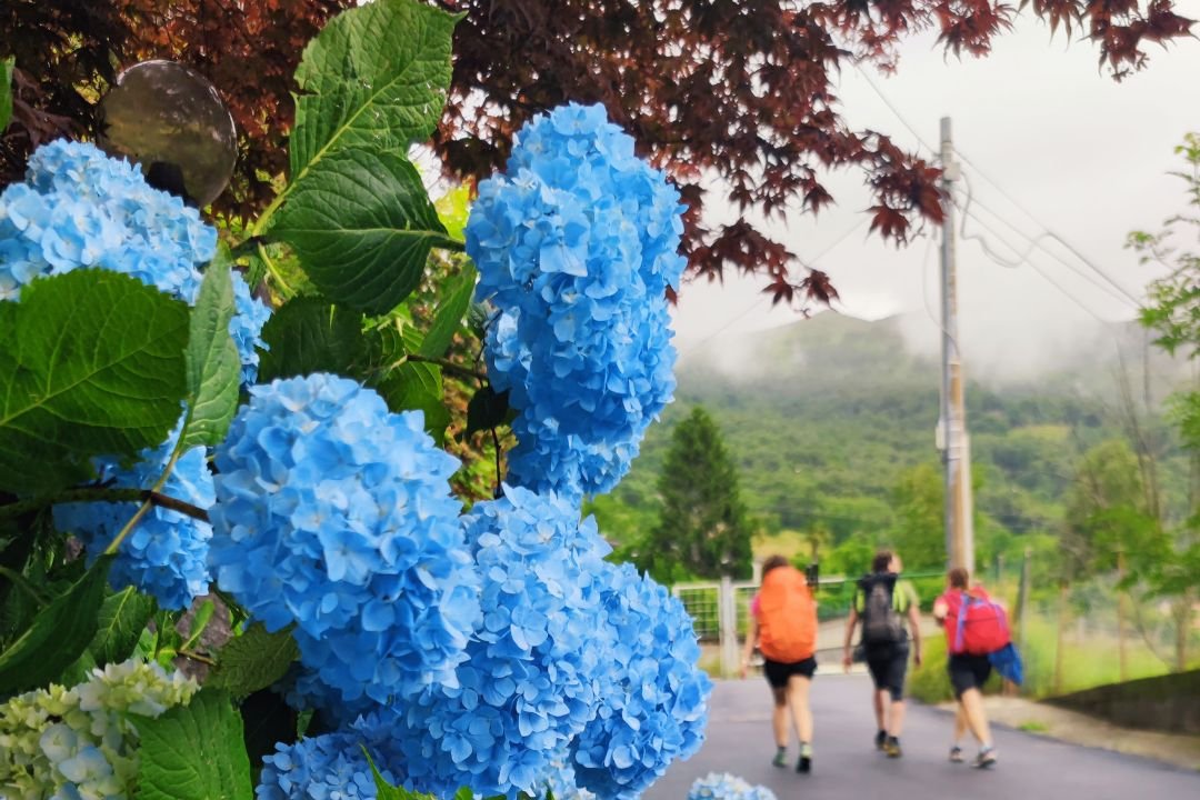 Ortensie azzurre lungo il Cammino di Oropa con escursionisti in cammino sullo sfondo.