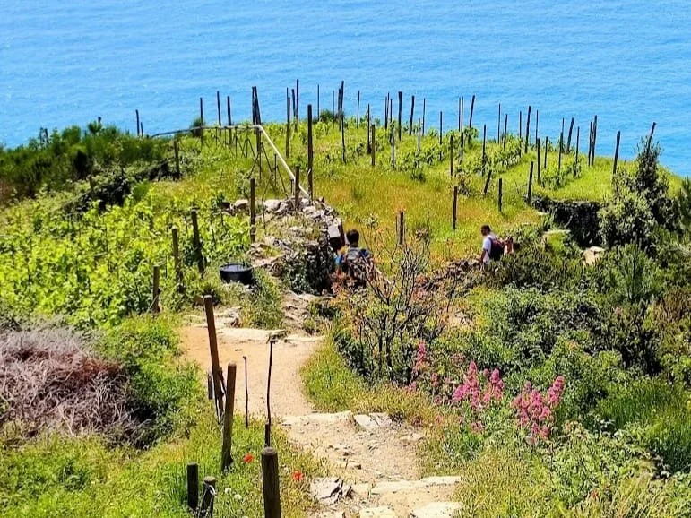 Antichi terrazzamenti a secco e vigneti sul Sentiero Verde Azzurro in Liguria