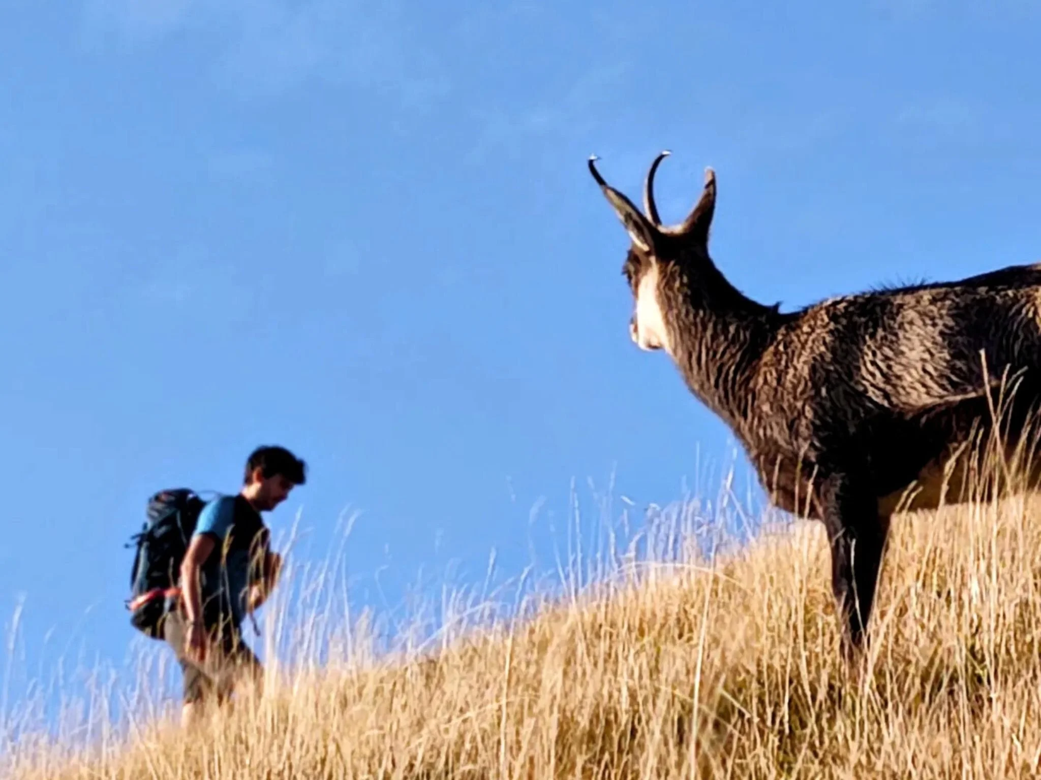 Stambecco con escursionista sulle pendici del Monte Baldo durante il trekking
