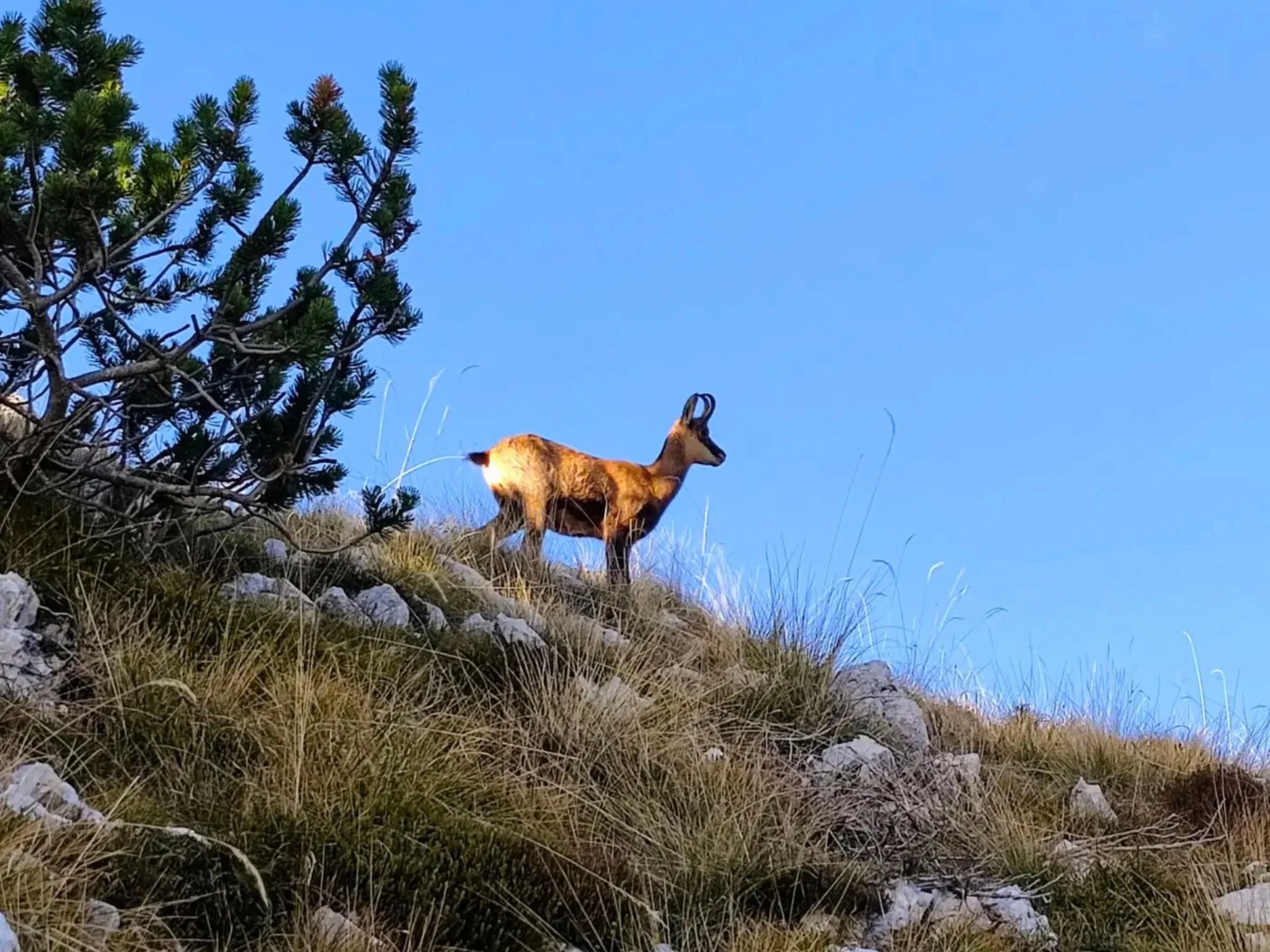Stambecco sulle pendici del Monte Baldo durante il trekking