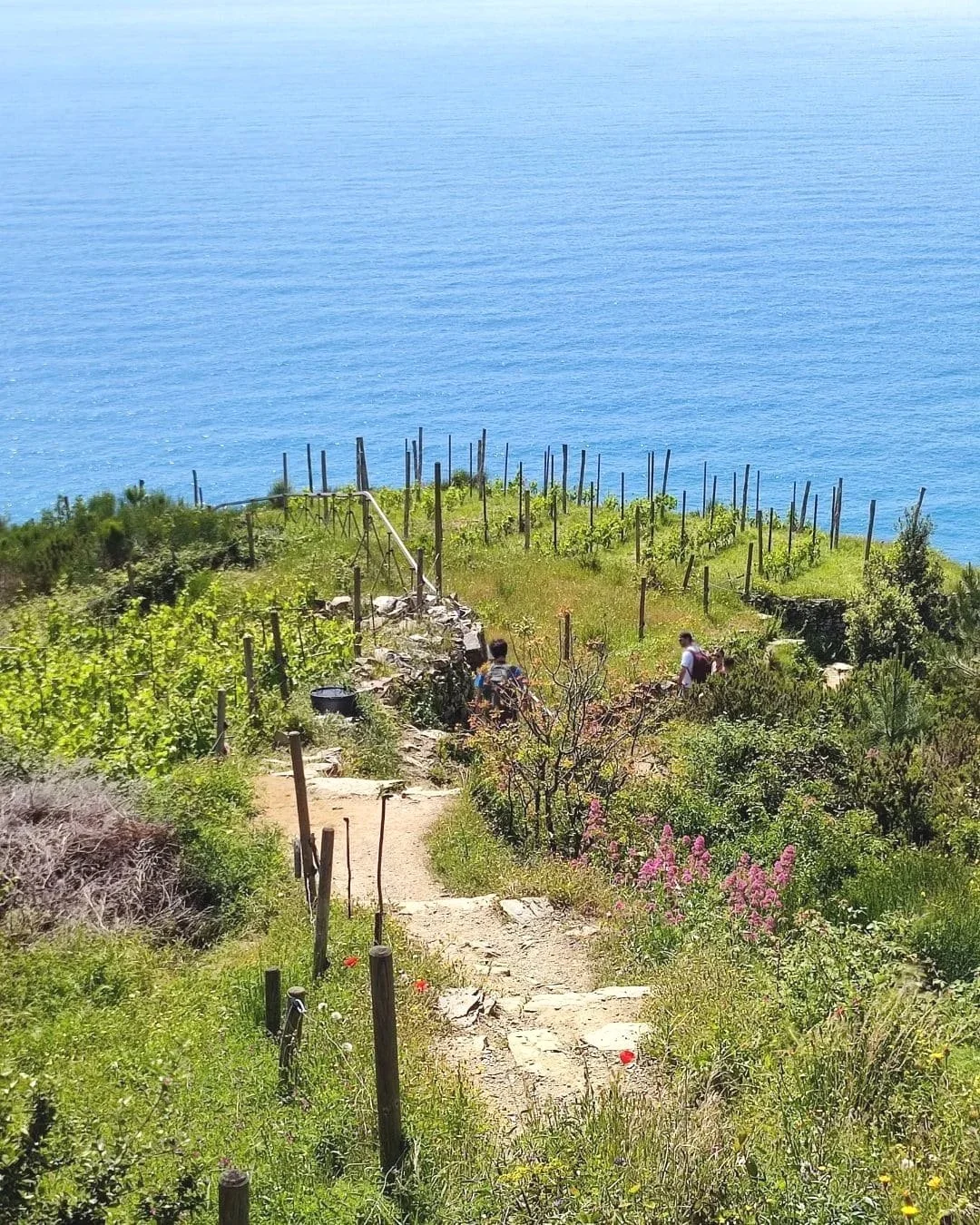 Sentiero che attraversa un vigneto su una collina con vista sul mare, con due persone che camminano e vegetazione colorata lungo il percorso.