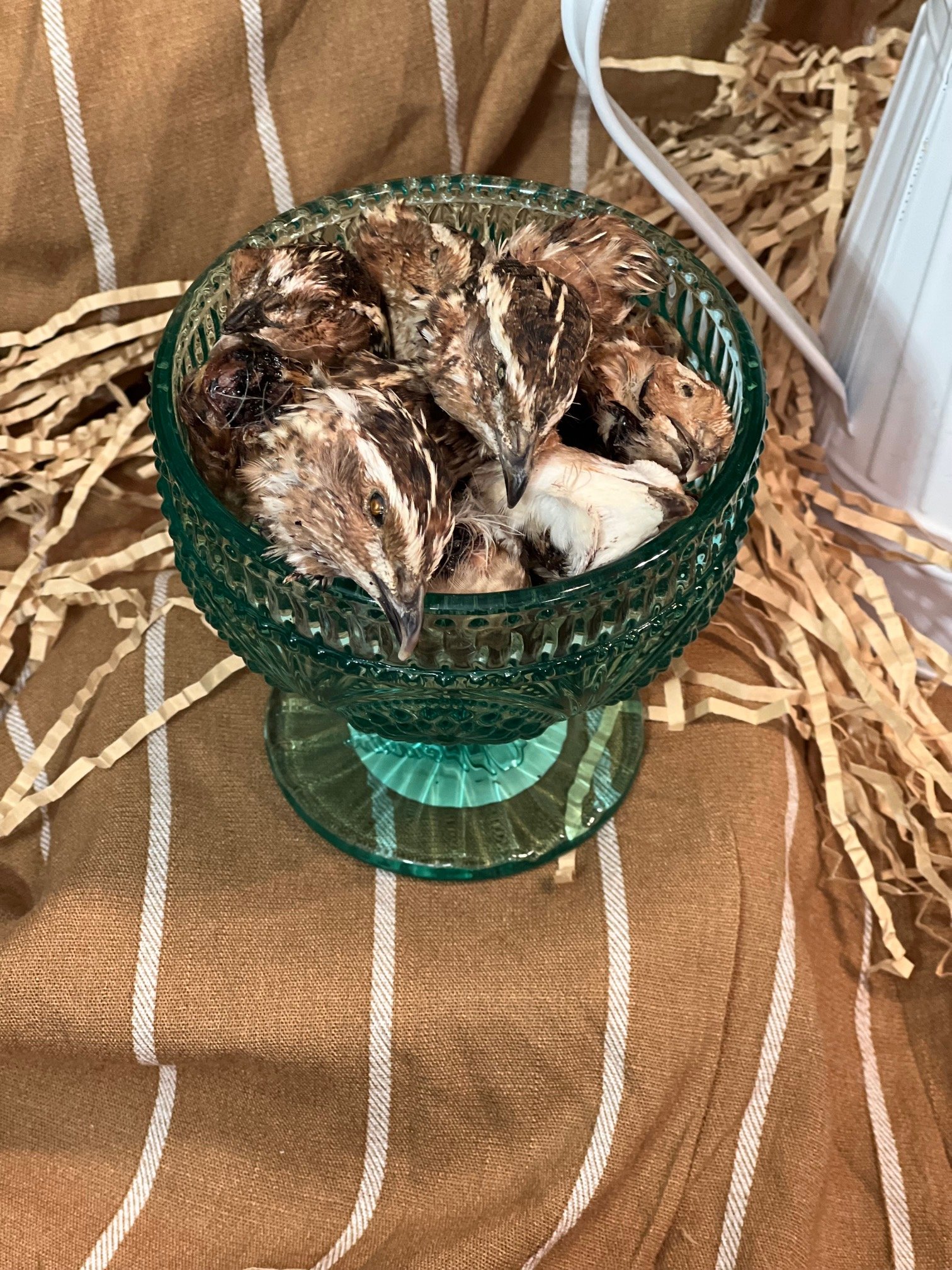 Quail Head Pic.jpg