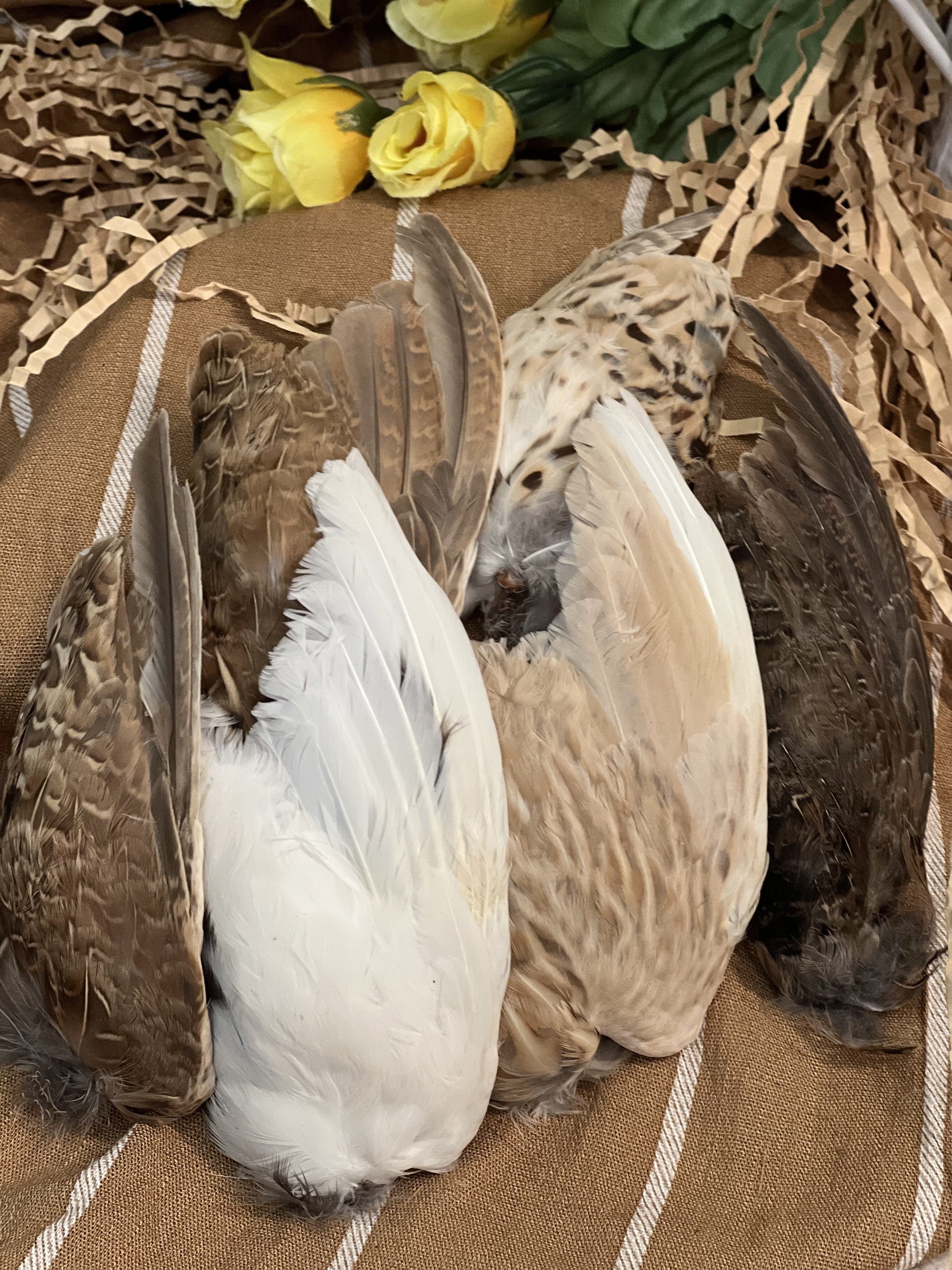 quail wing.jpg