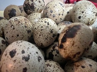 Pretty Quail Eggs.jpg