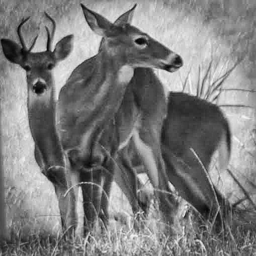 Wild deer in Babcock Ranch, Florida, where Glass Restoration Inc. provides sustainable, on-site repair for high-efficiency and impact-rated residential glass