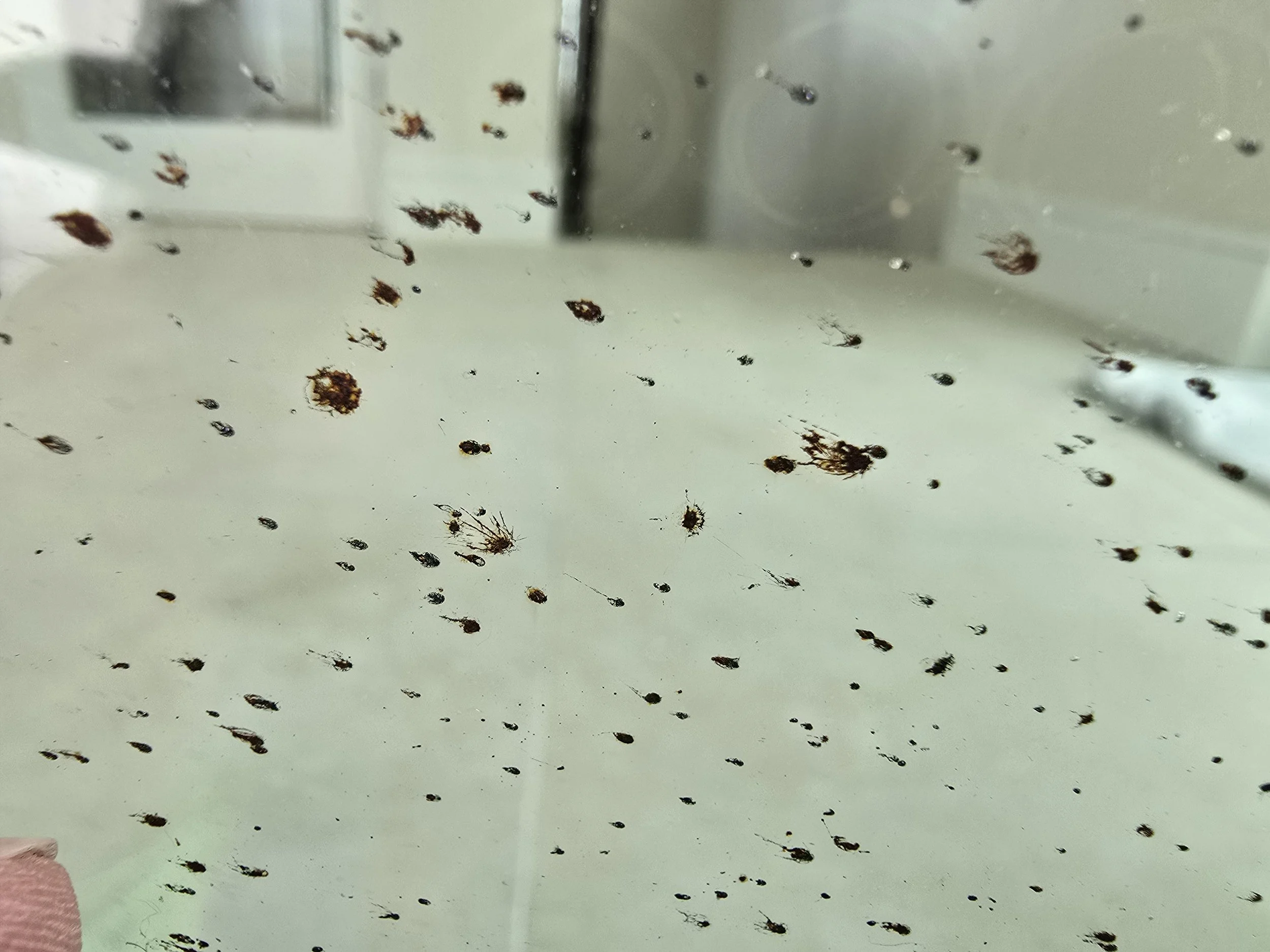 Metal imbedded in glass from cutting steel and allowing the sparks to strike the glass.