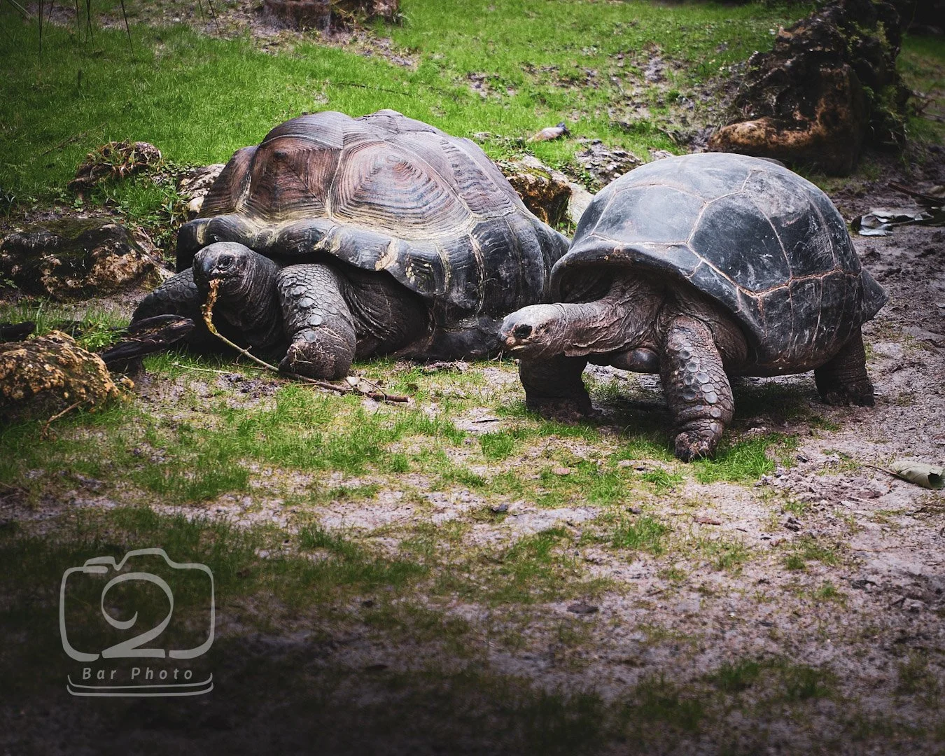 Two turtles in a professional zoological exhibit; demonstrating the types of high-value animal enclosures where Glass Restoration Inc. provides specialized glass resurfacing.