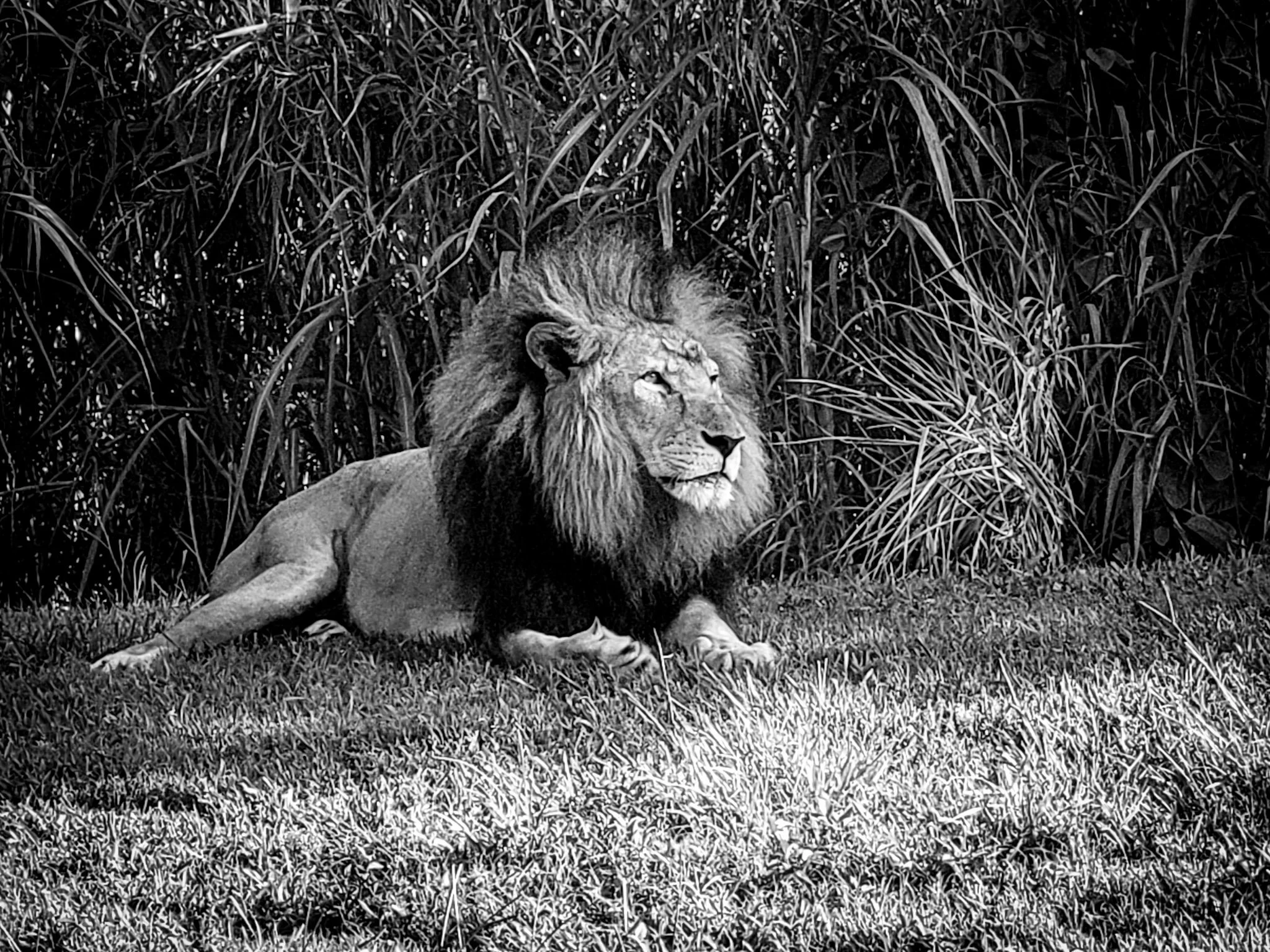 A high-contrast monochrome profile of a lion in a natural grass habitat; representing the majestic wildlife and specialized viewing enclosures maintained by Glass Restoration Inc.