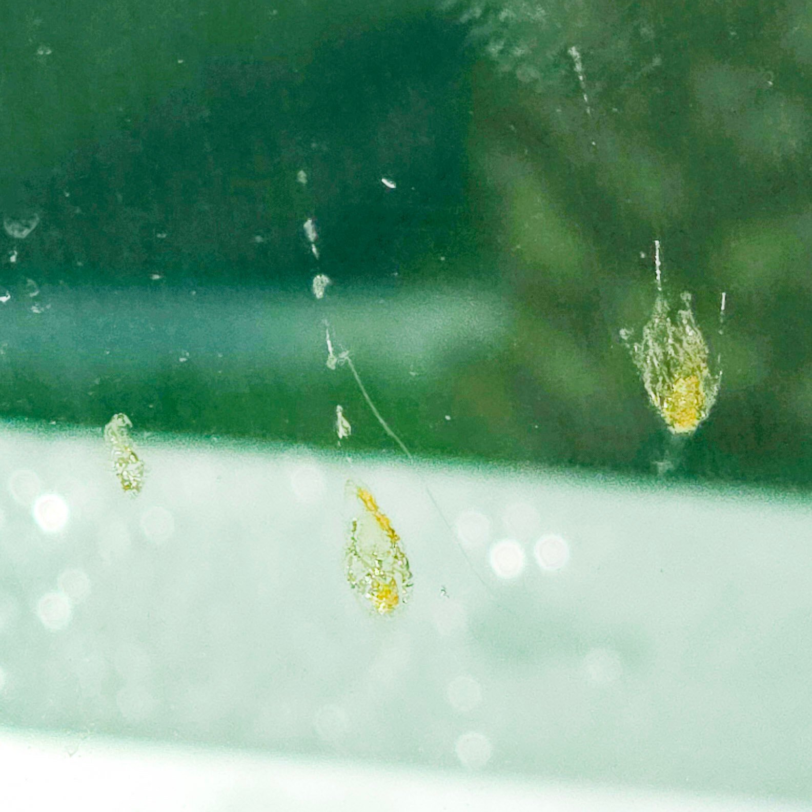 Close-up of weld splatter burns and stress fractures on entrance glass at Sarasota Metropolitan Hospital's teaching building, visible from the main stairway