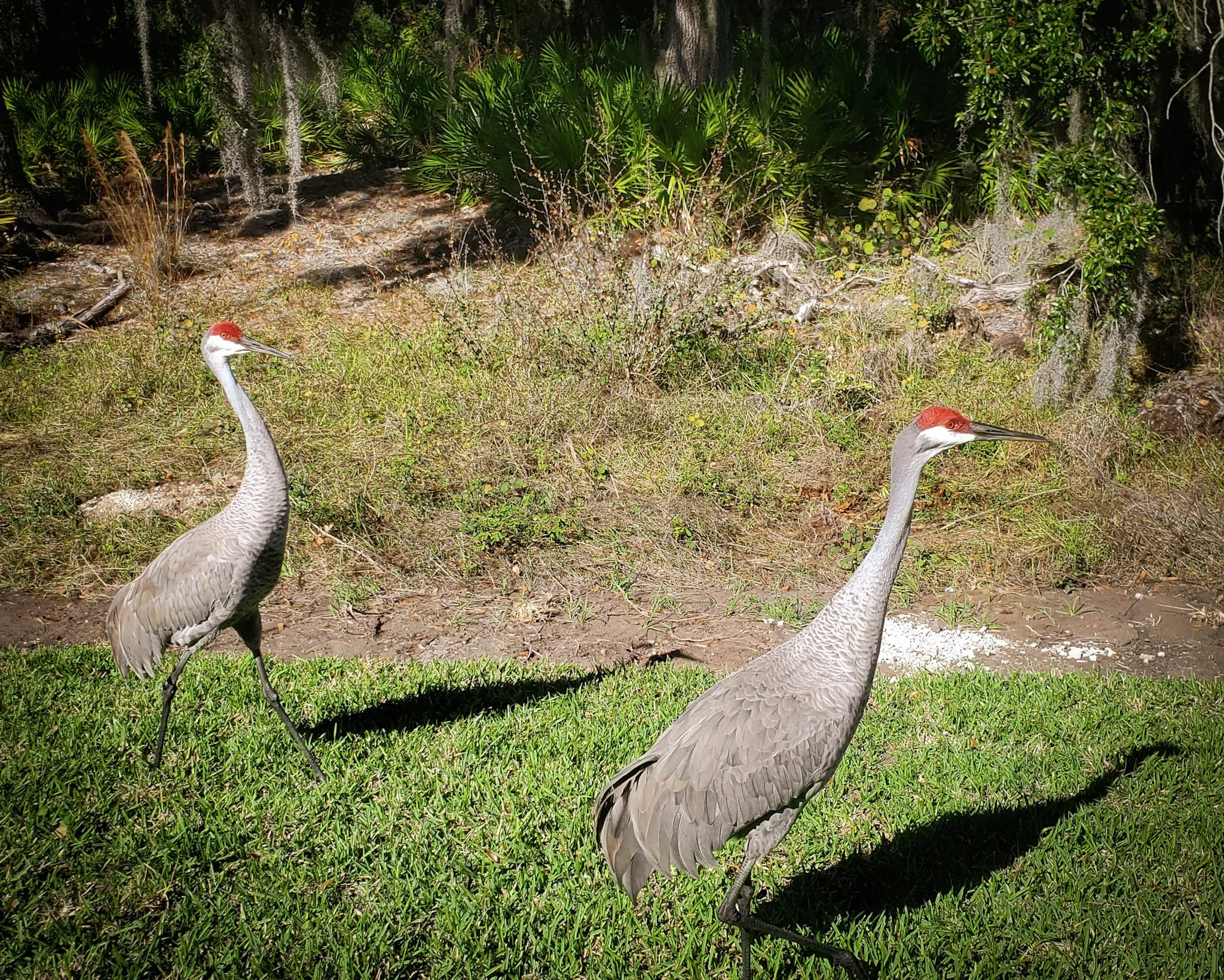 A pair of Sandhill Cranes in a Florida yard; territorial birds known for attacking their own reflections and scratching sliding glass doors and windows.