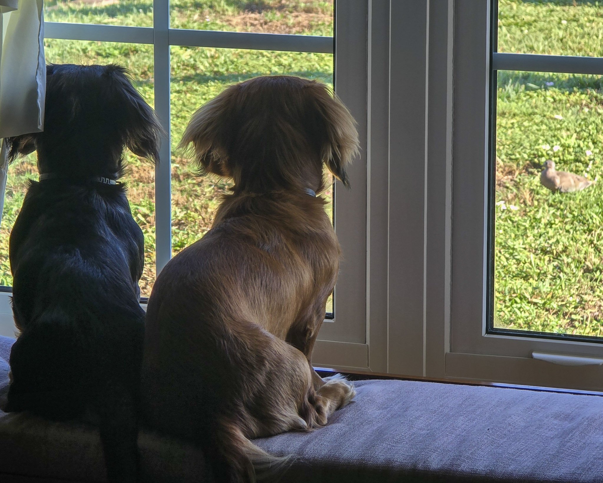 Two small dogs looking through a clear glass window at a bird outside; demonstrating the high-traffic pet areas that often require scratch restoration in Florida homes.
