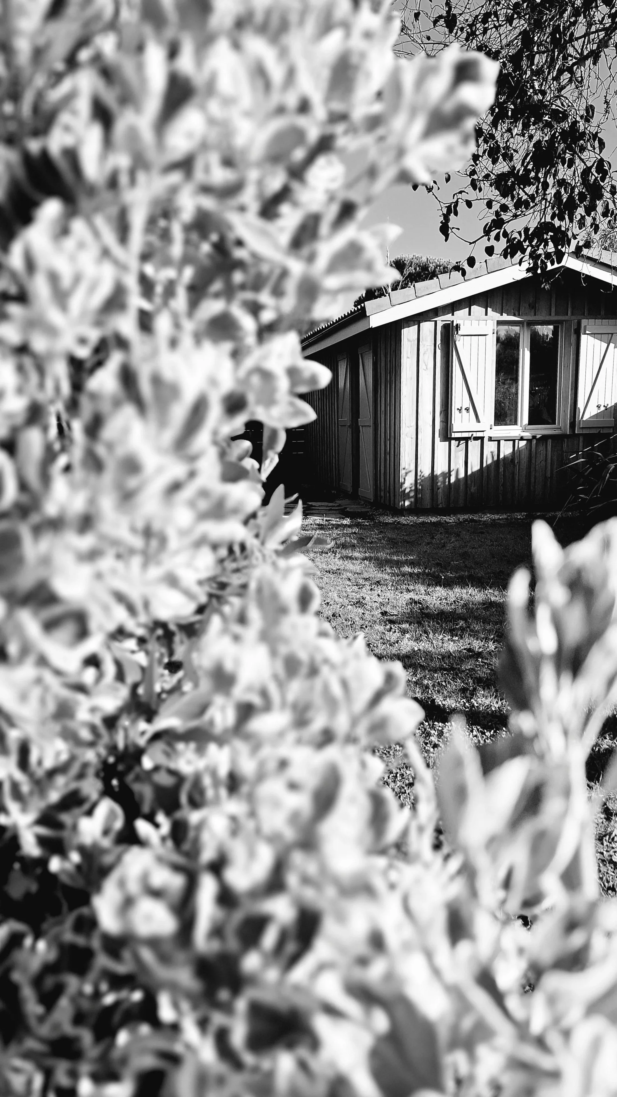 Atelier en bois de tapisserie d'ameublement, dans la nature, dans les Landes, vue à travers des feuillages en noir et blanc.