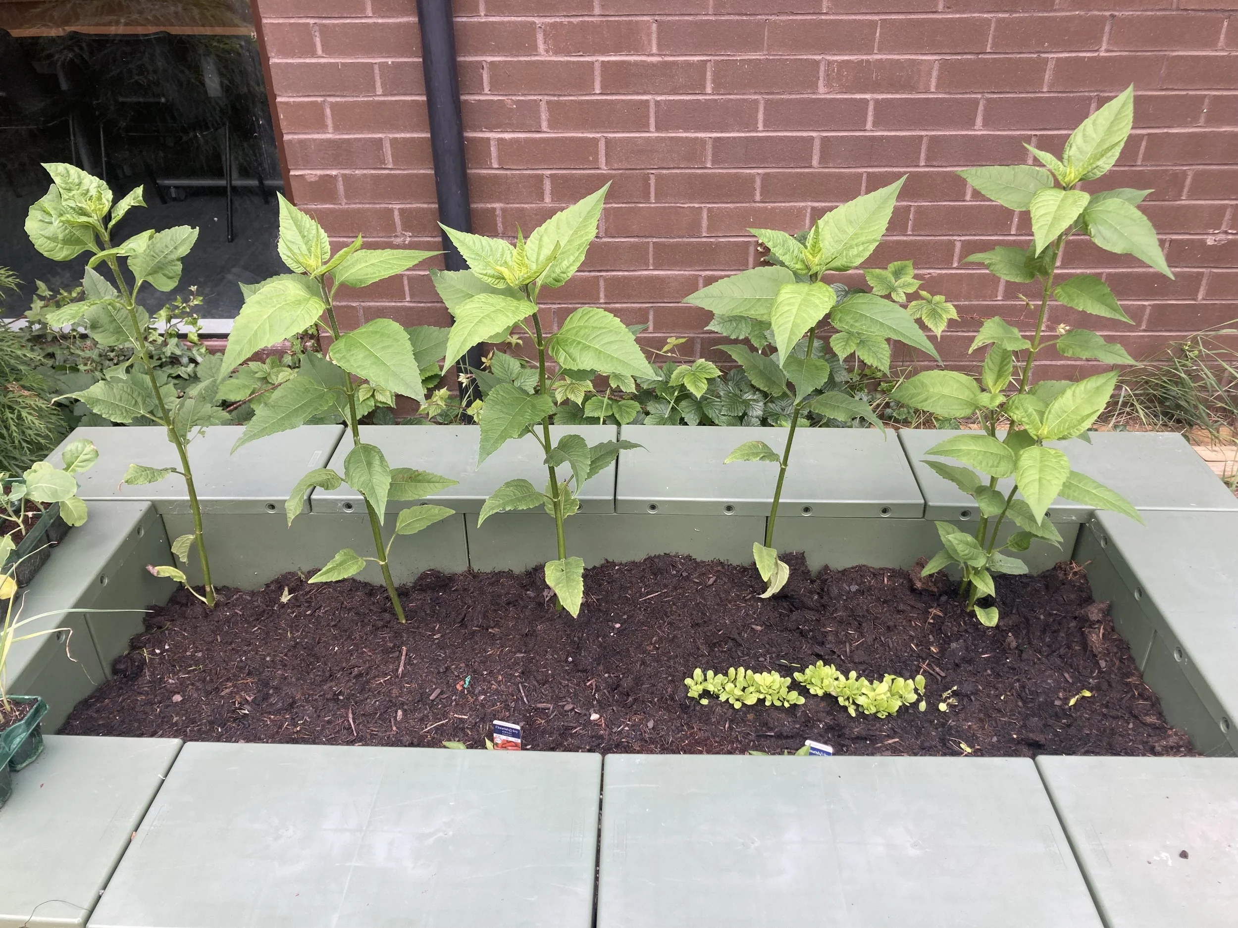5 artechoke plants growing tall in the raised bed