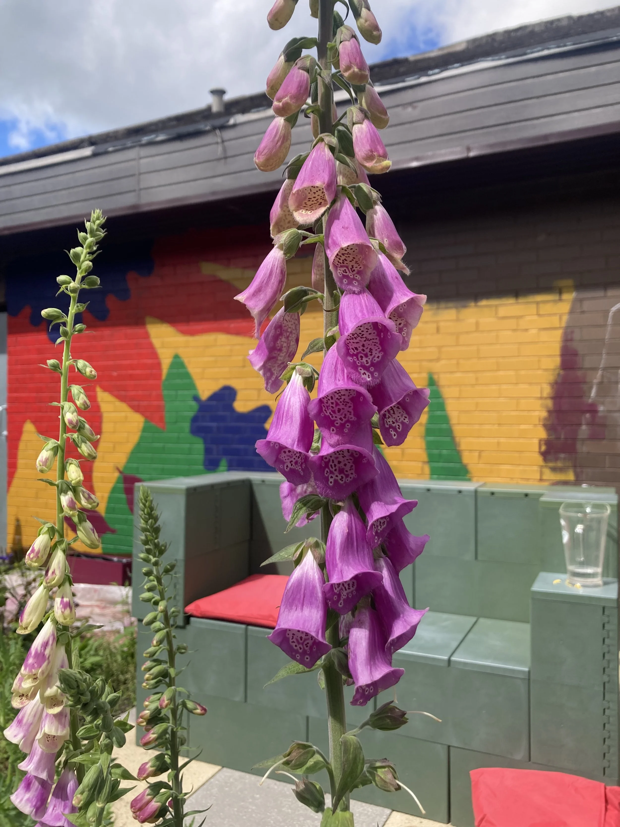 foxgloves against the green Quickblock bench and the beginnings of a colourful wall mural in the background