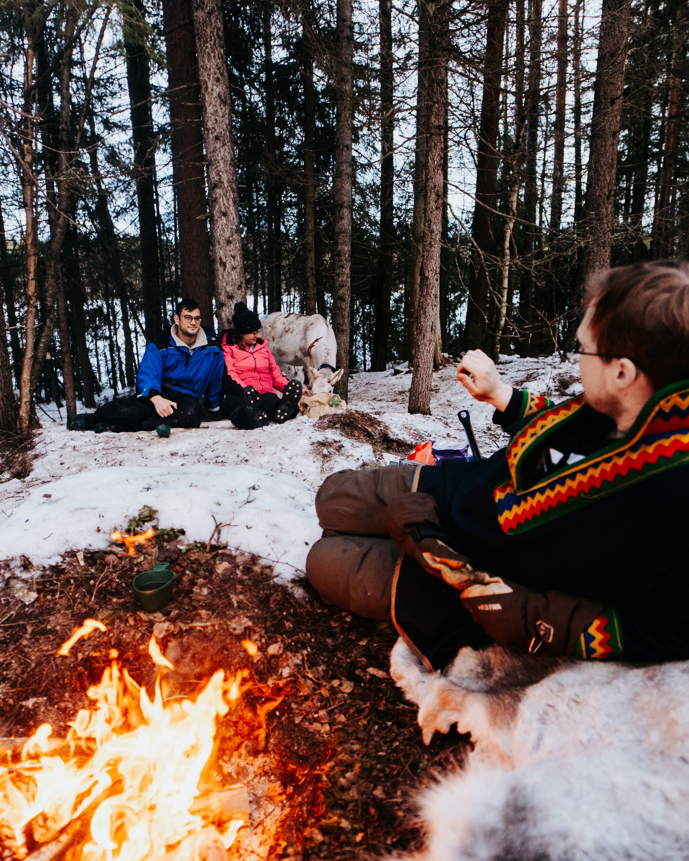 How can I learn about Sámi reindeer herding practices during a visit to Sweden?