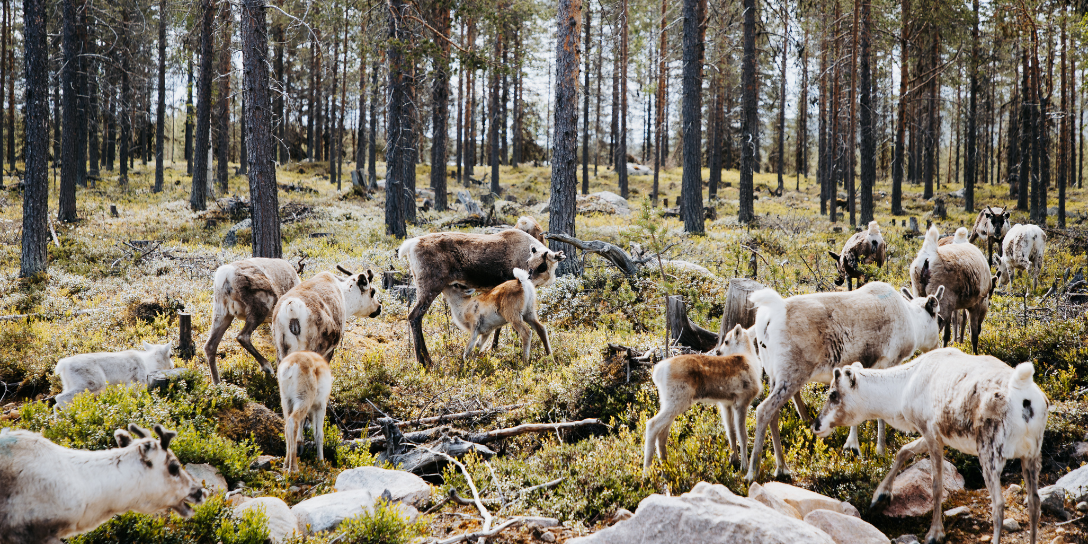 Wat is Sápmi? Betekenis, ligging en geschiedenis uitgelegd