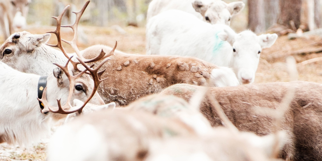 25 misverstanden over Sápmi of Samiland (die veel mensen nog geloven)