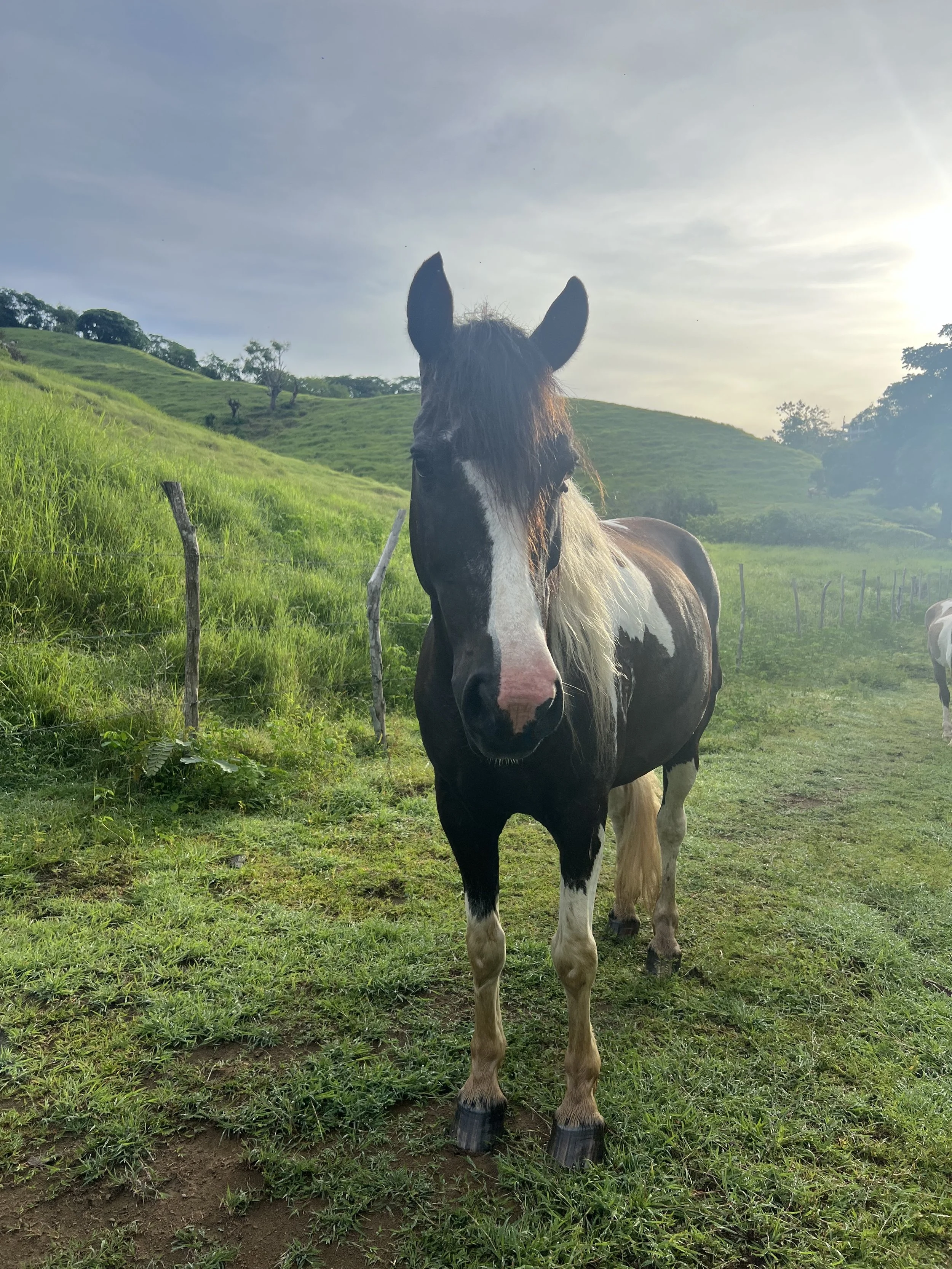 A black and white horse standing on a grassy field with a fence and green hills in the background, during sunset or sunrise.