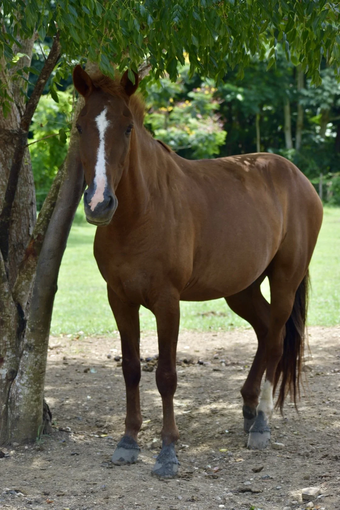 A brown horse standing next to a tree in a grassy outdoor area.
