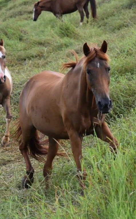 A brown horse with a black mane walking through green grass in a field, with other horses visible in the background.
