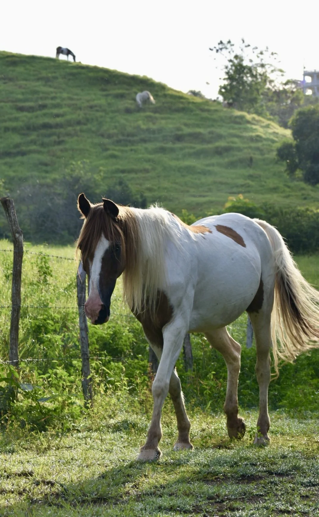 A white and brown paint horse standing on a grassy field with dew, with a green hill and two more horses grazing in the distance, in a rural outdoor setting.